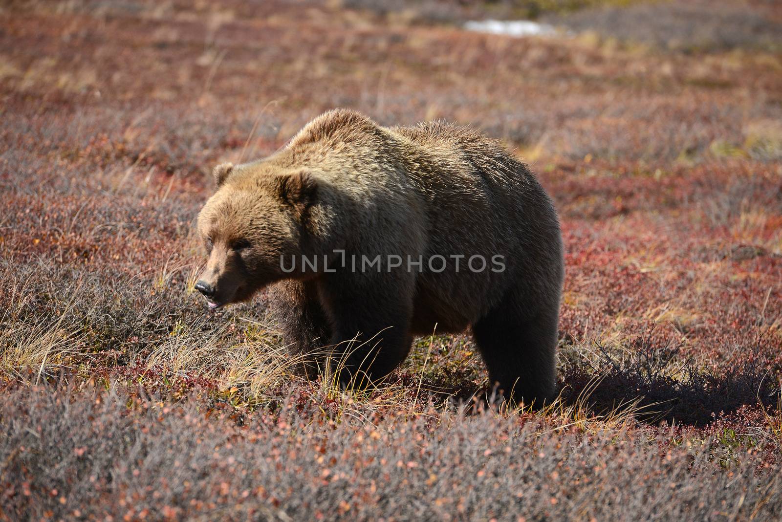 grizzly bear in denali by porbital