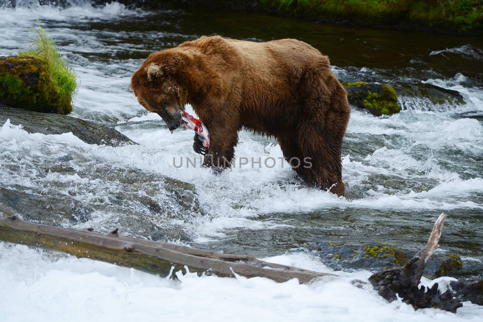 grizzly bear in brooks river hunting for salmon at katmai national park in alaska