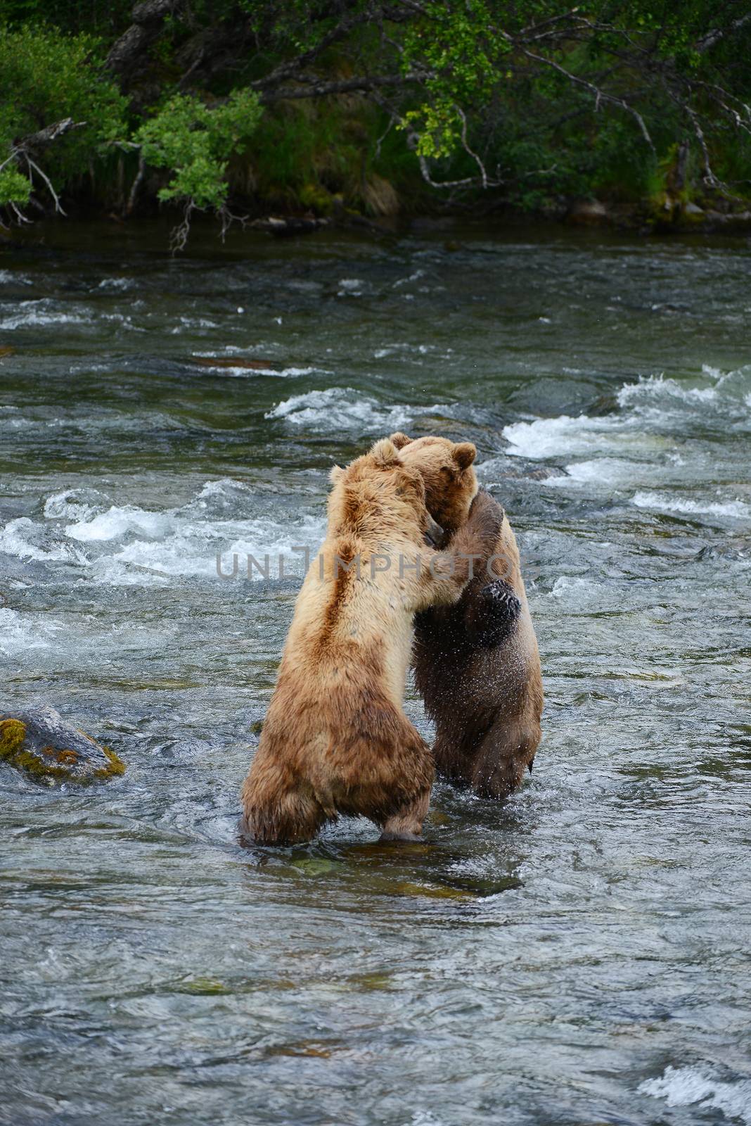 grizzly bear fighting in a river at katmai national park