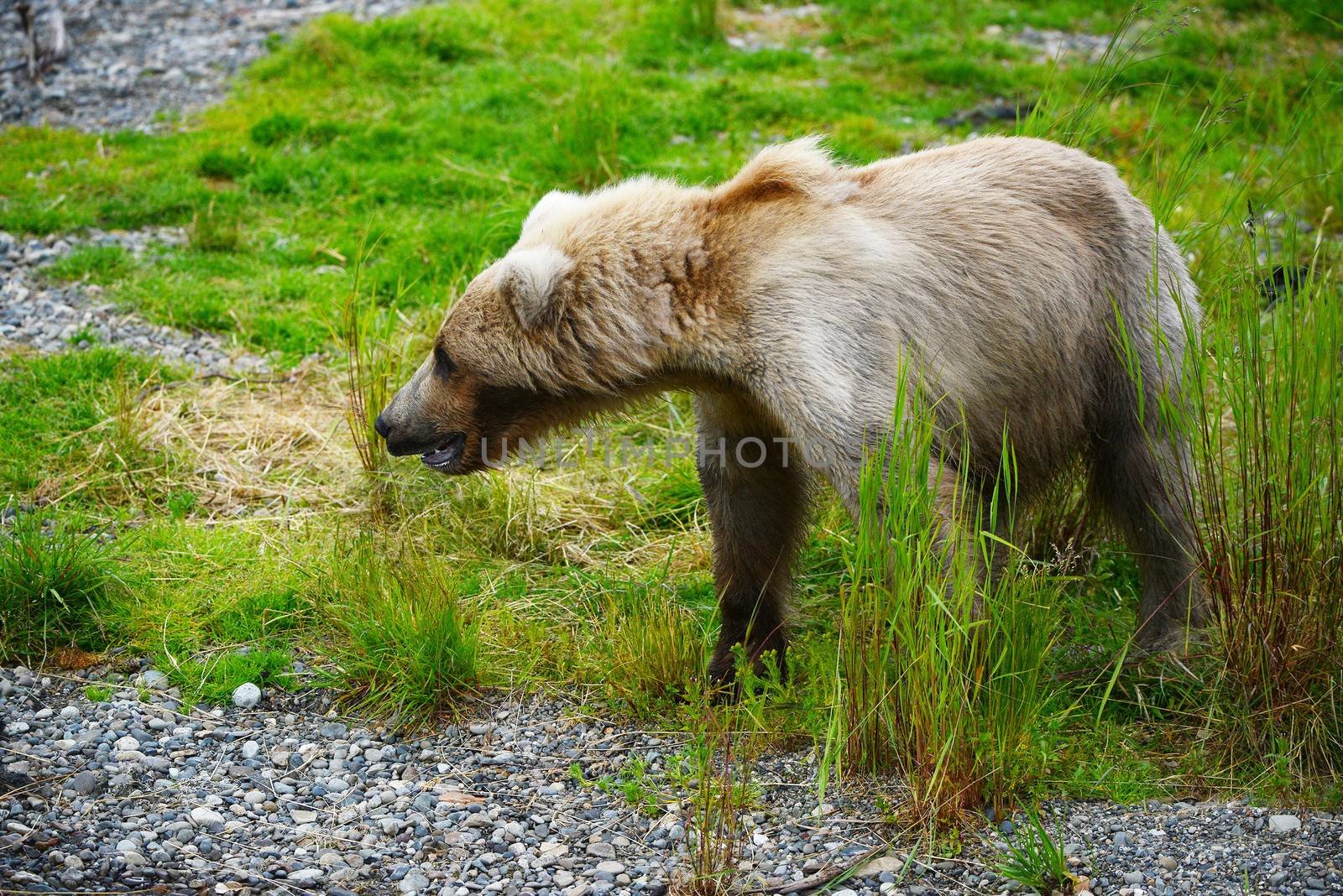 grizzly bear in brooks river hunting for salmon at katmai national park in alaska