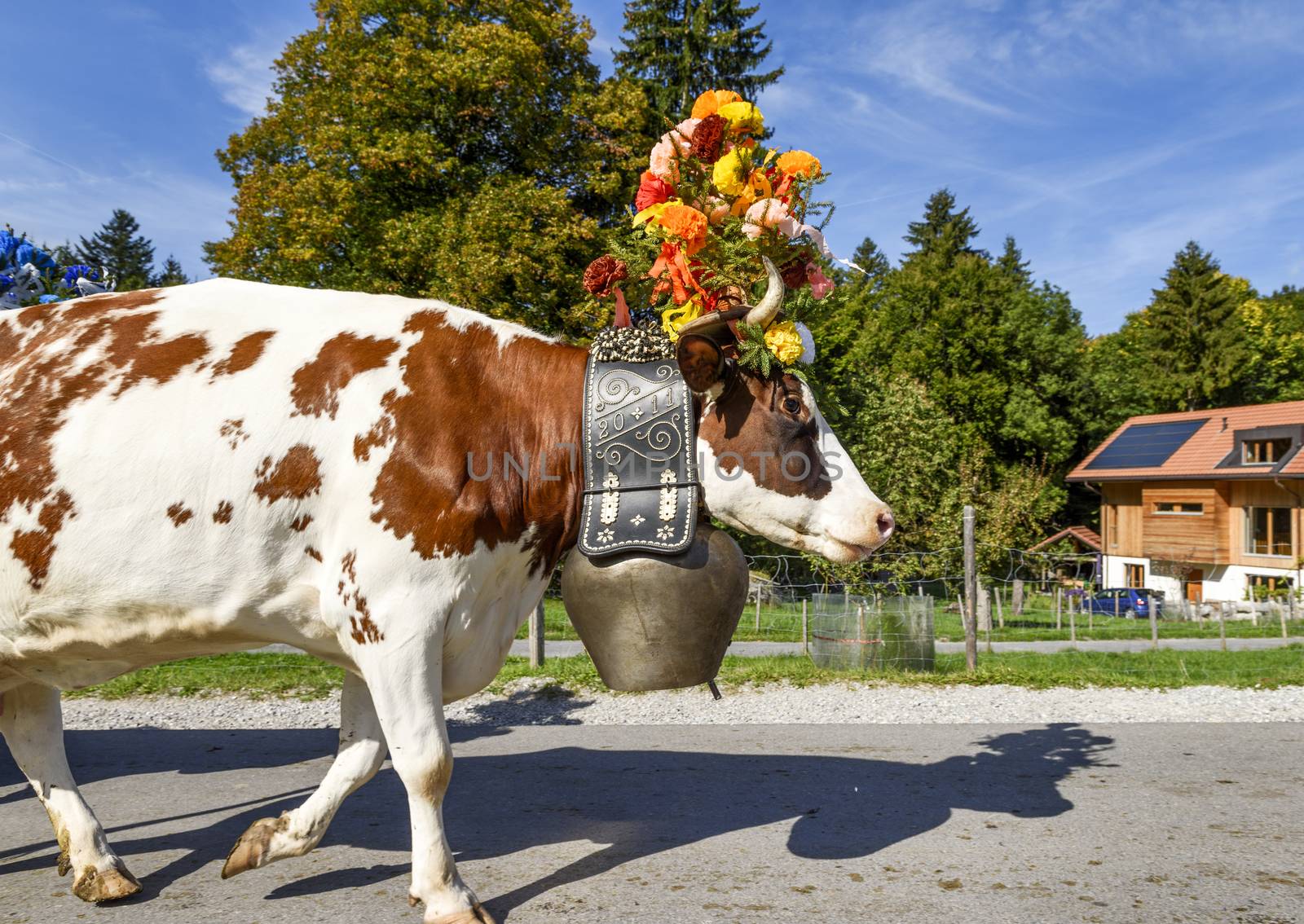 Charmey, Fribourg, Switzerland - SEPTEMBER 26 2015 : Farmers with a herd of cows on the annual transhumance at Charmey near Gruyeres, Fribourg zone on the Swiss alps