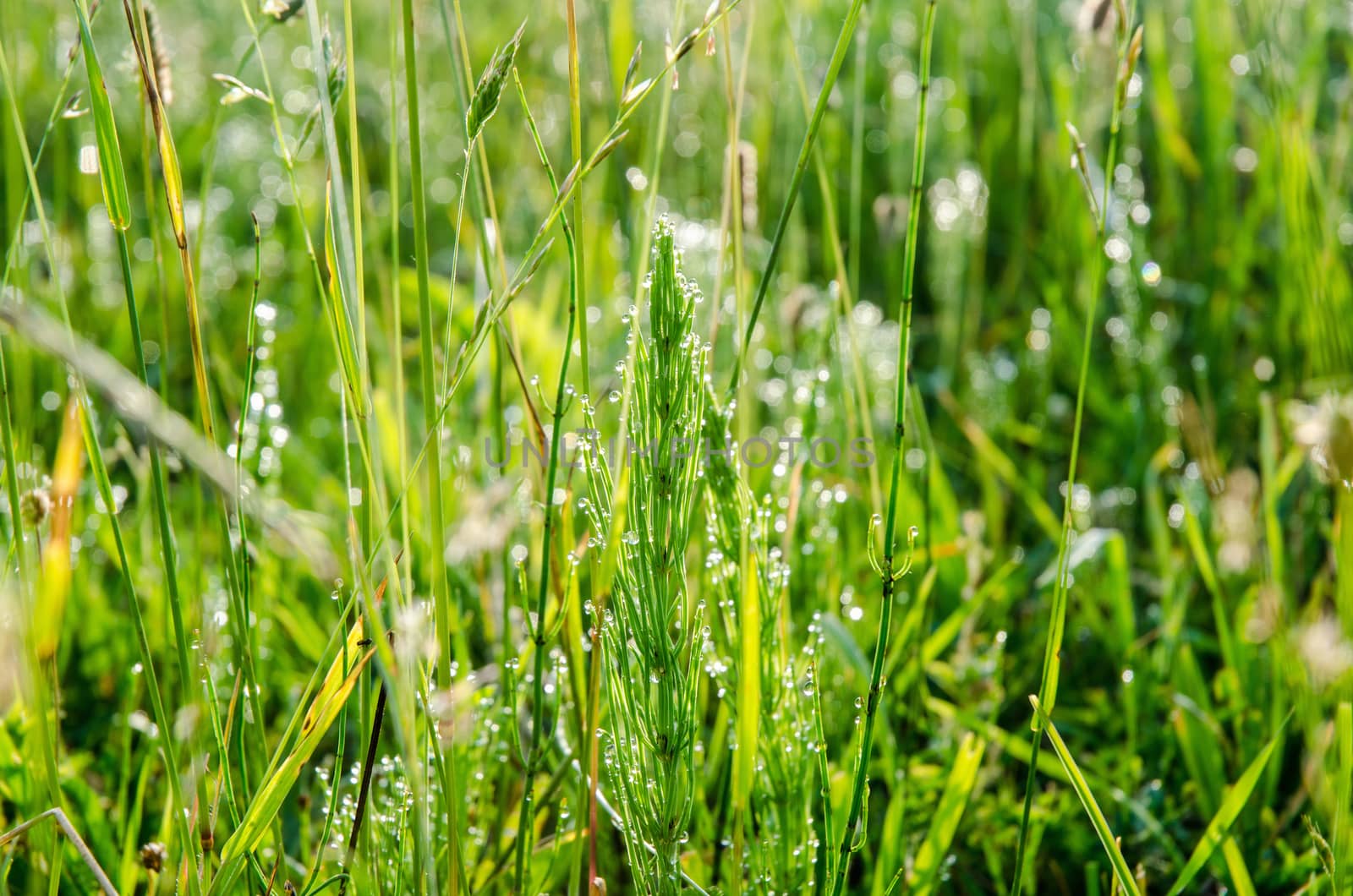 Meadow grass with dew droplets