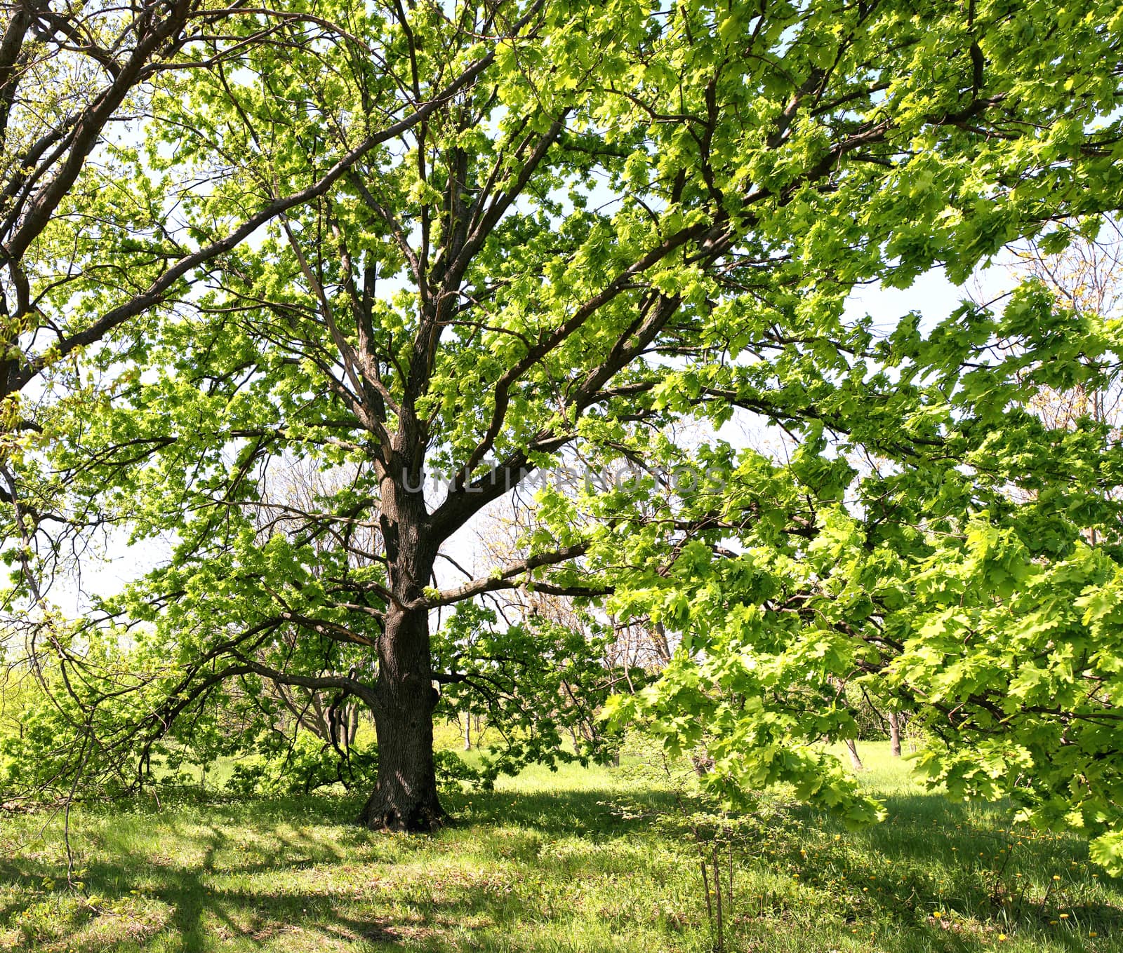 General view of the branching tree crown - oak in spring