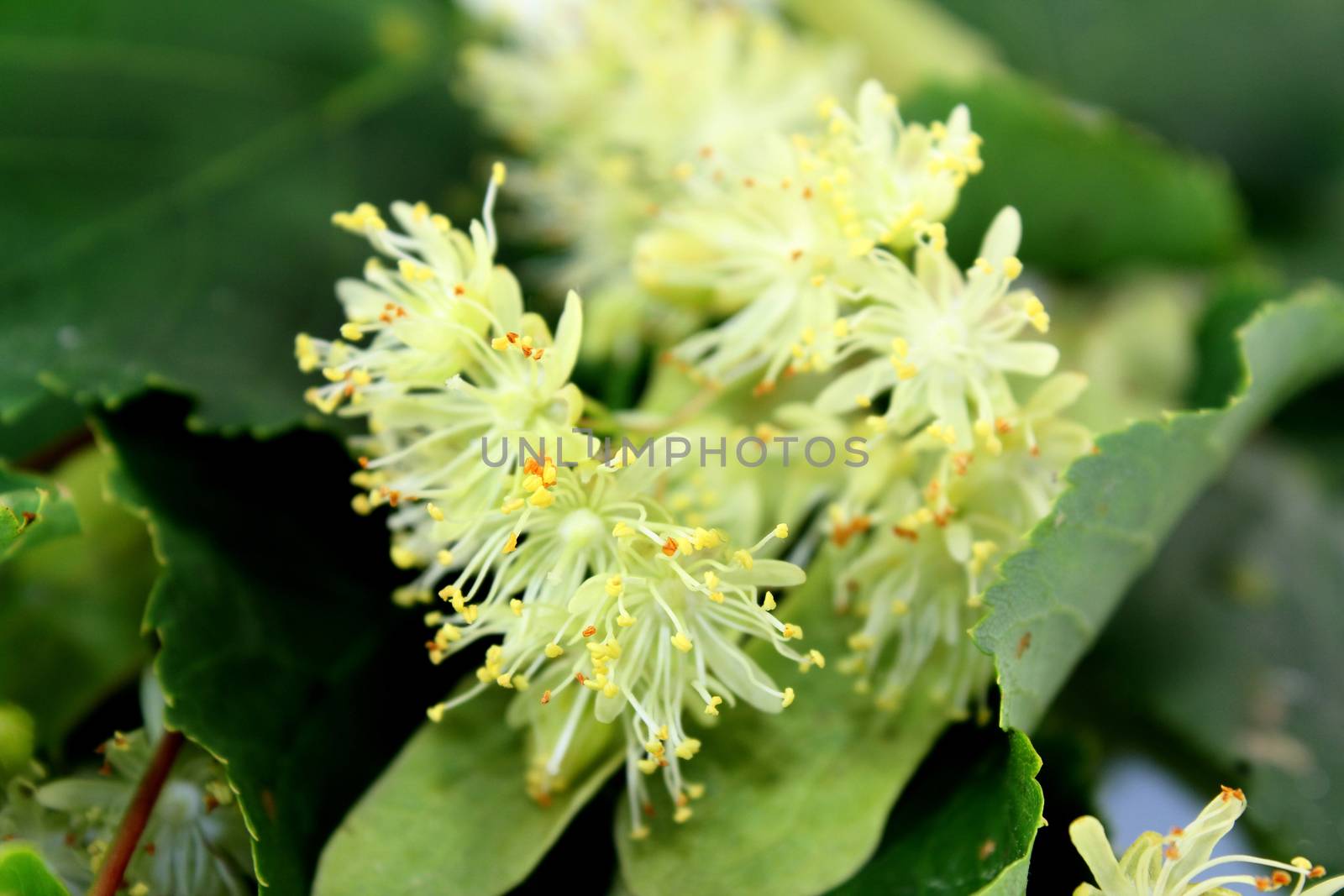 a macro shot of lime blossom and leaves