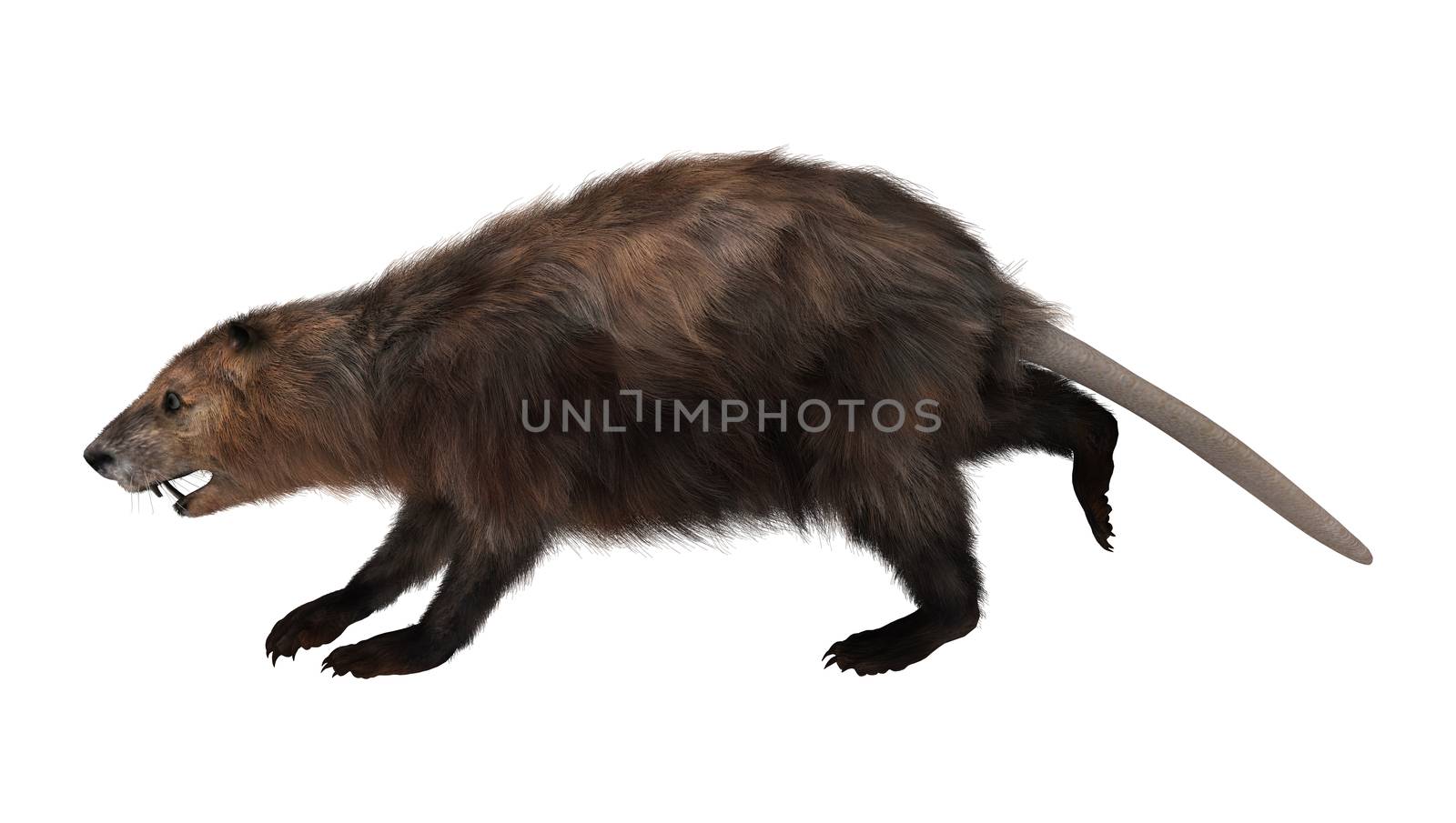 3D digital render of a beaver running isolated on white background