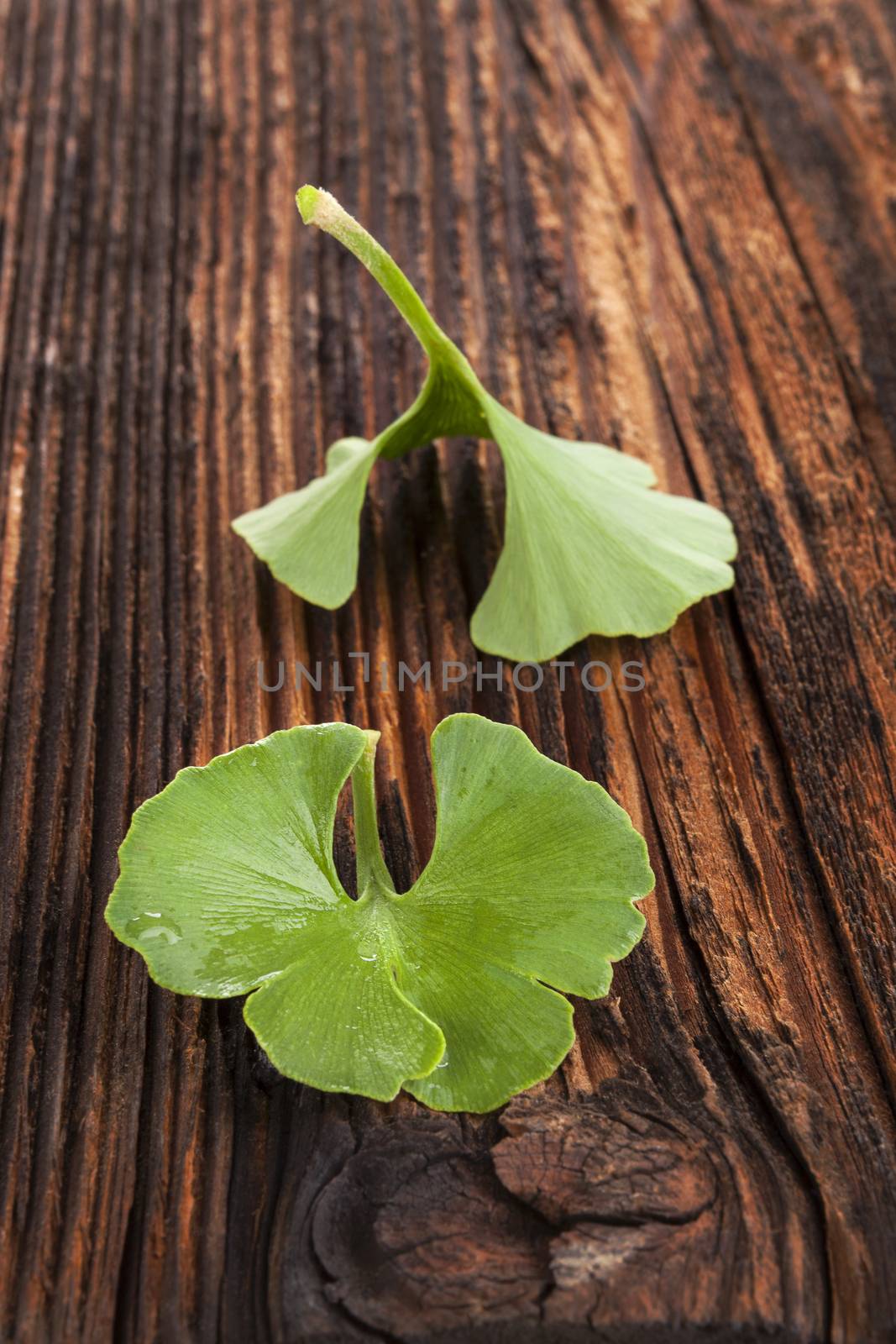 Fresh ginkgo biloba leaves on brown wooden textured background. Memory and concentration. Alternative herbal medicine.