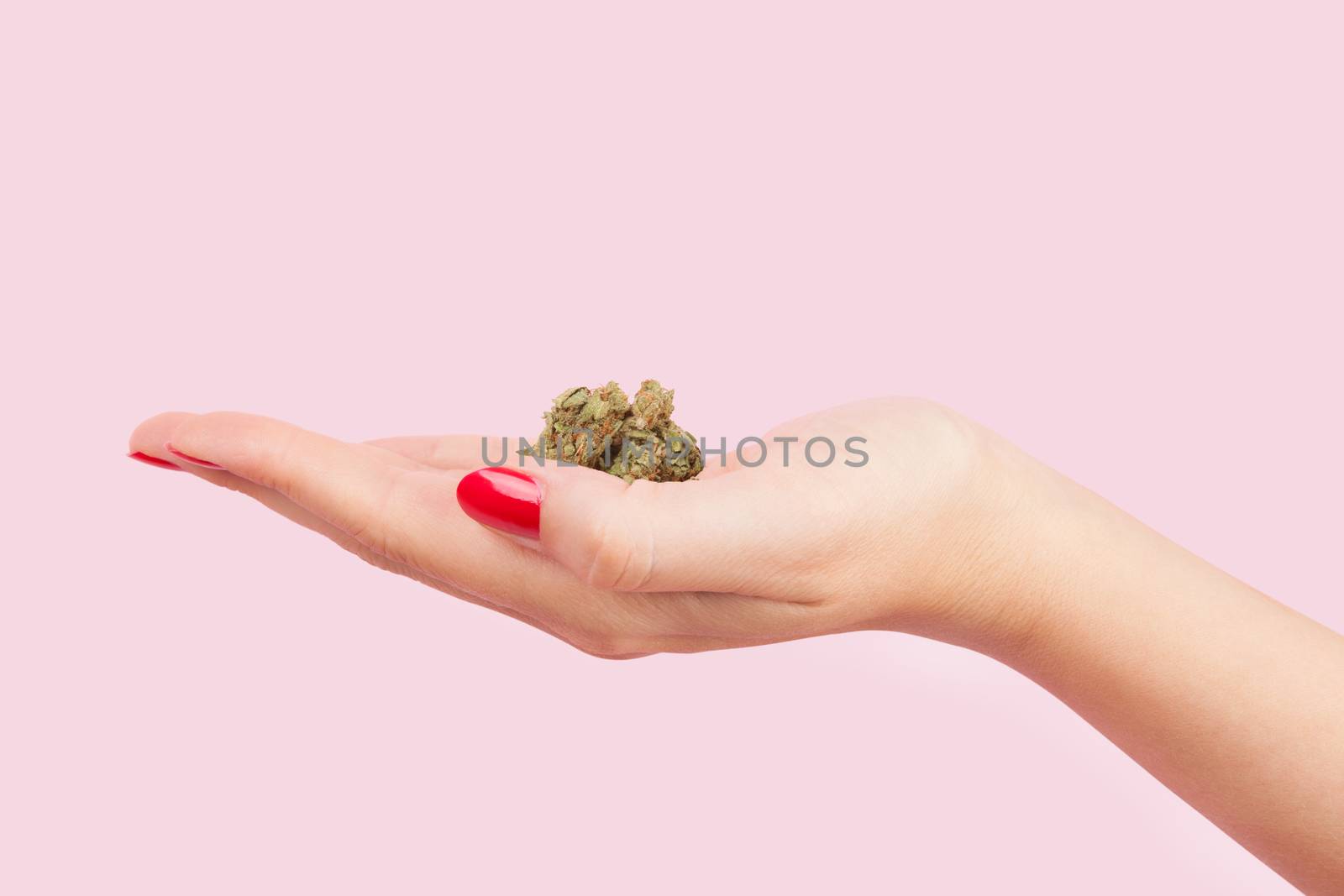 Cannabis bud in female hand with red fingernails isolated on pink background. Teenager drug abuse. 