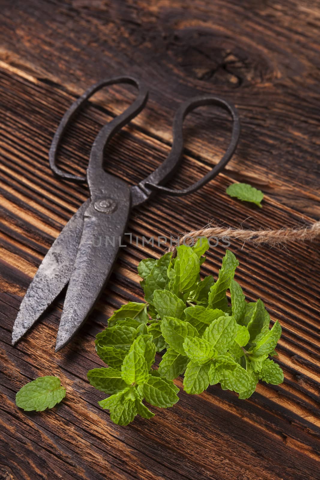 Aromatic culinary herbs, fresh mint herb on wooden rustic background with old vintage scissors.