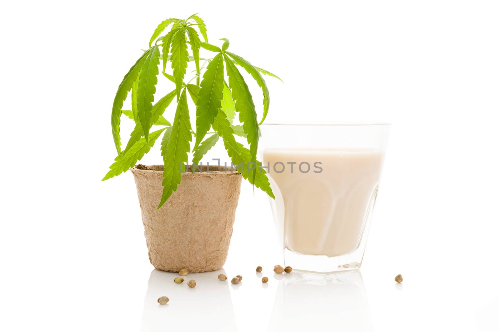 Non dairy milk, vegan eating. Hemp milk. Cannabis plant in pot and a glass of milk isolated on white background. 
