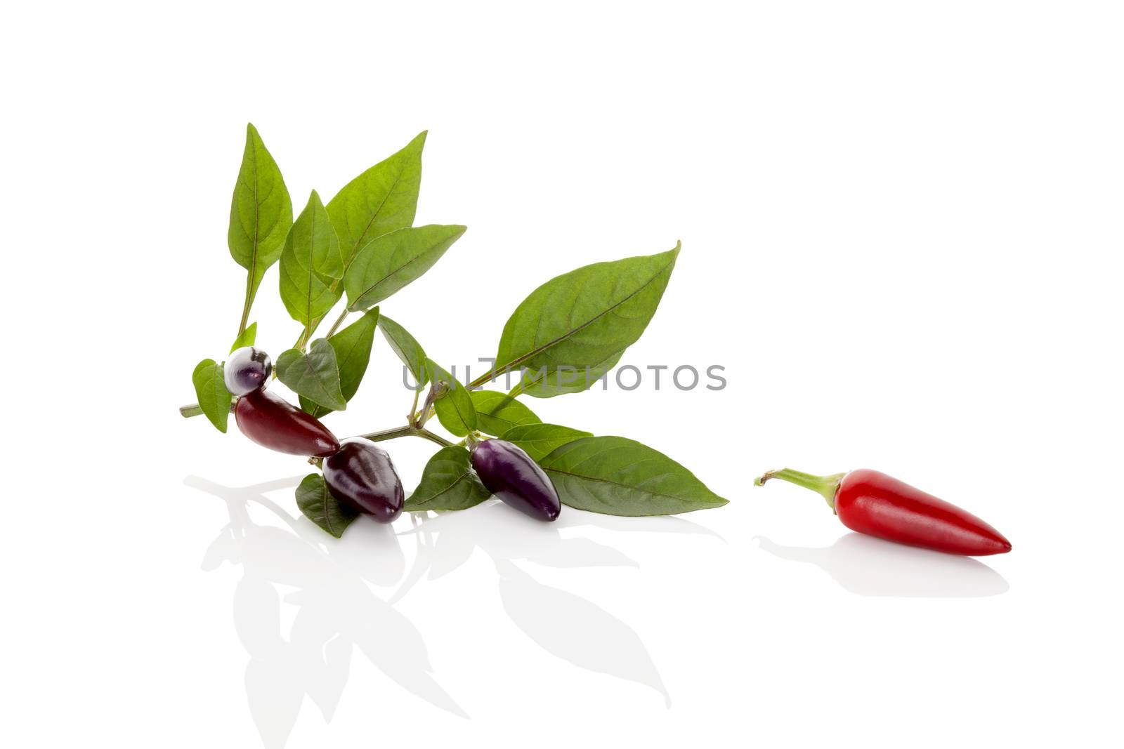 Red and purple chili pepper with leaves isolated on white background. Culinary gourmet cooking ingredient.