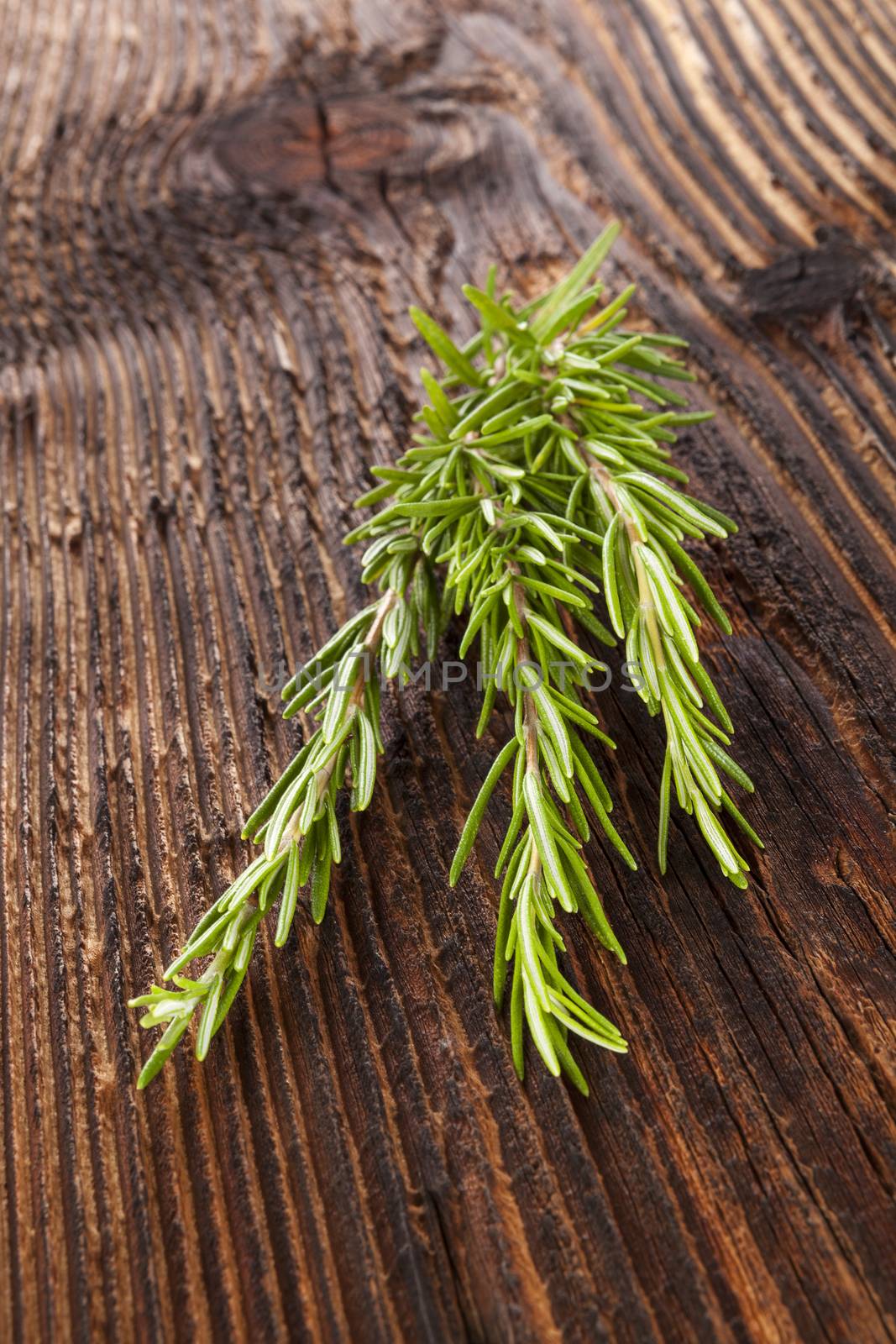 Fresh aromatic rosemary herb on wooden background. Culinary aromatic herb.