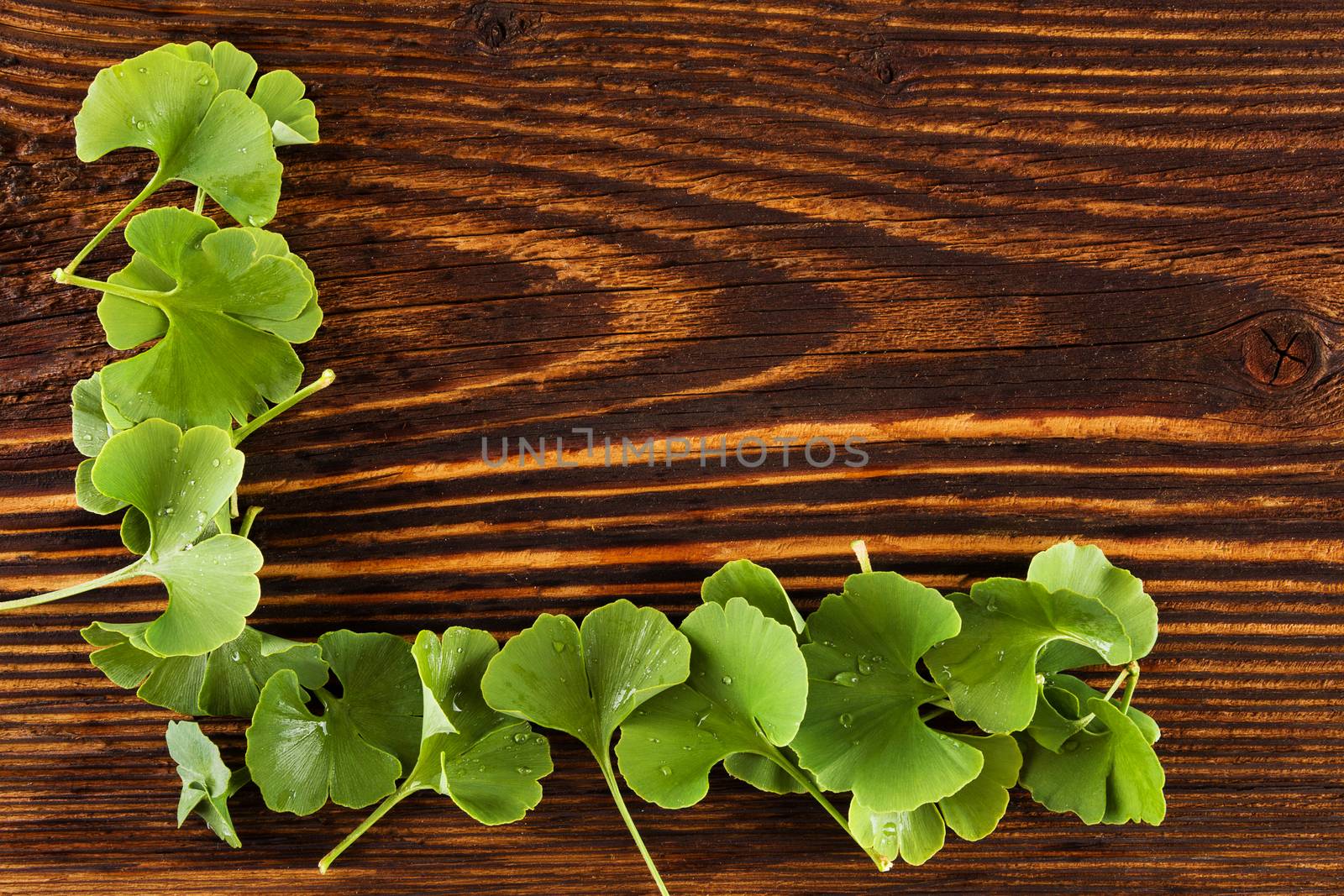 Ginkgo biloba leaves on brown wooden background, top view. Alternative herbal medicine. 