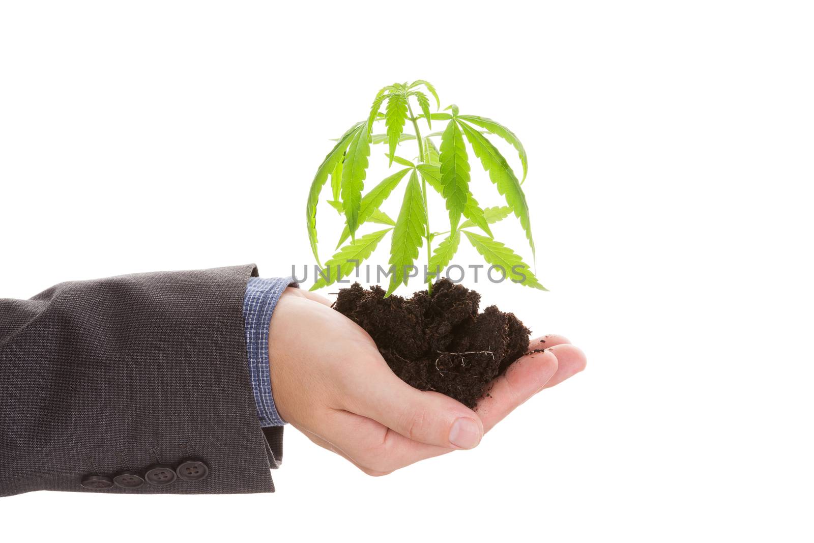 Caucasian handsome man in suit hodling young cannabis plant with soil in his hand isolated on white background. Drug dealer.