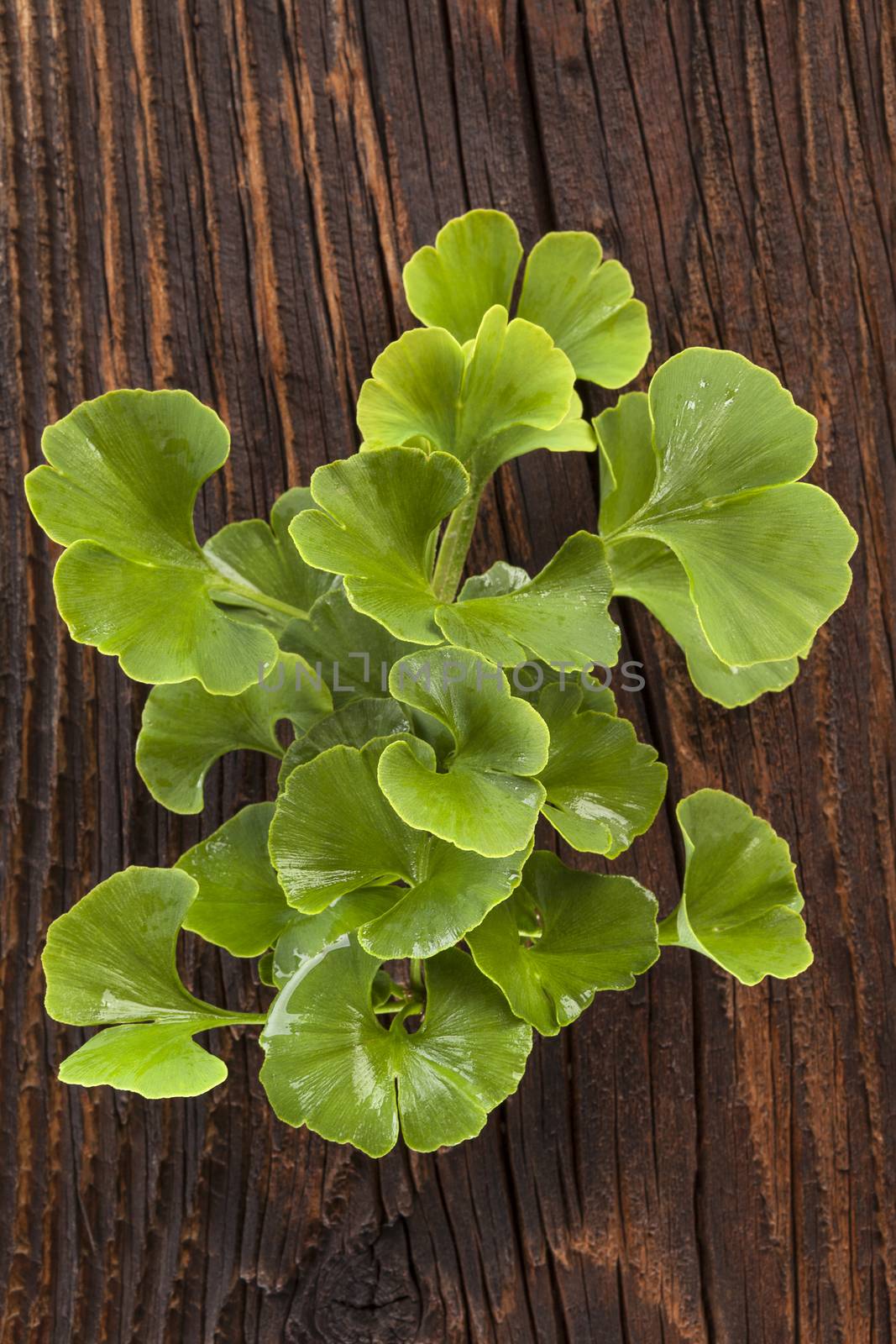 Fresh ginkgo biloba leaves on brown wooden textured background. Memory and concentration. Alternative herbal medicine.