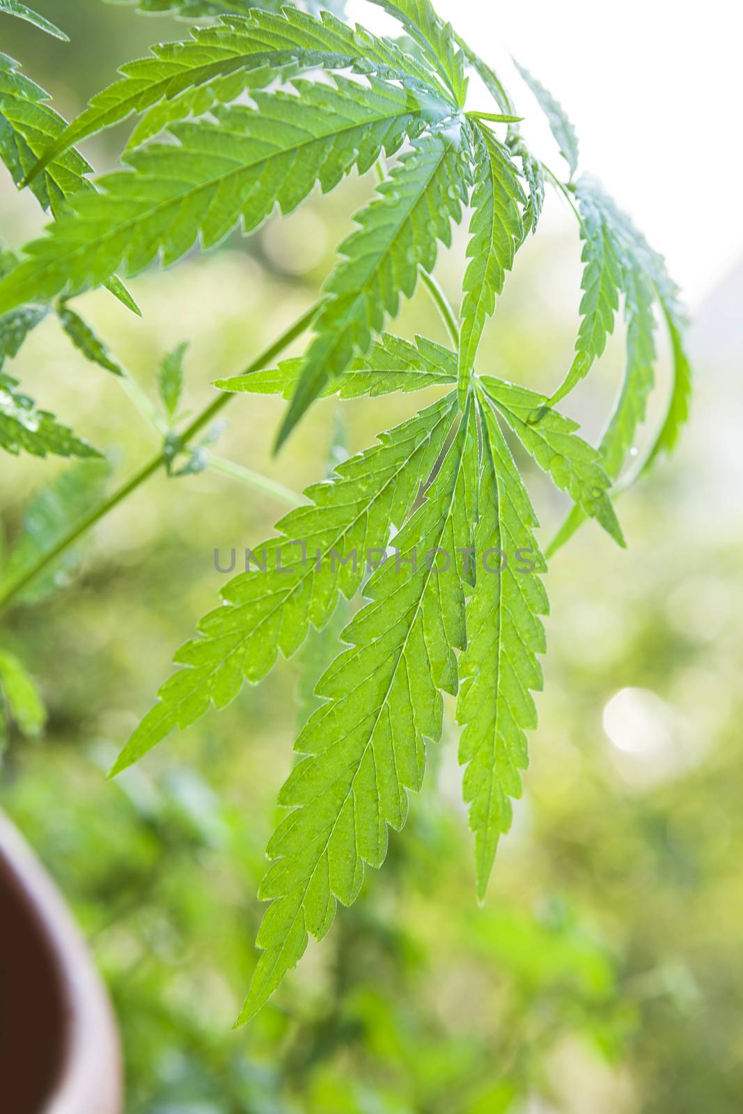 Young cannabis plant growing outdoors. Natural medicine. 