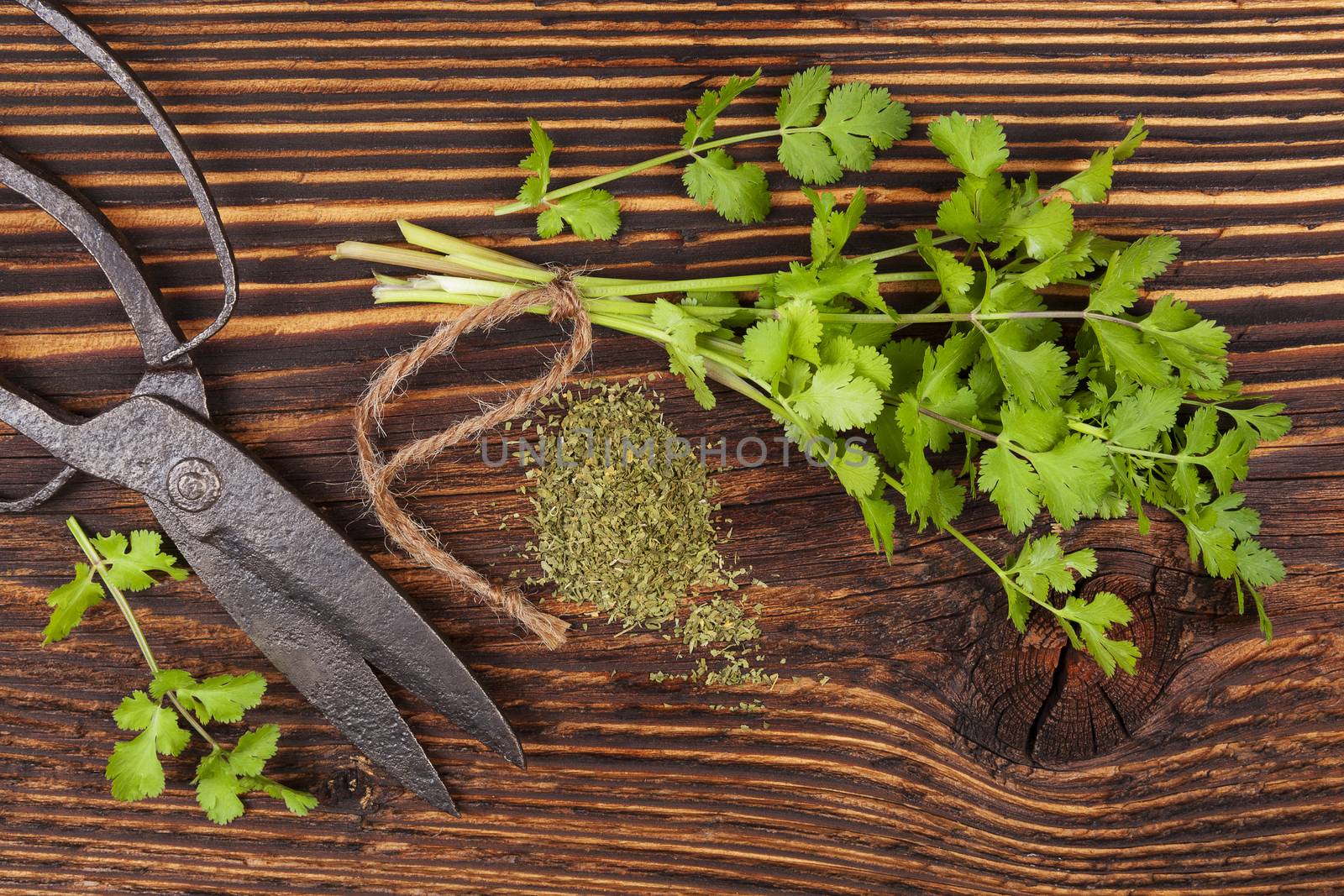 Fresh and dry coriander herb with vintage scissors on rustic wooden background. Culinary aromatic herbs.