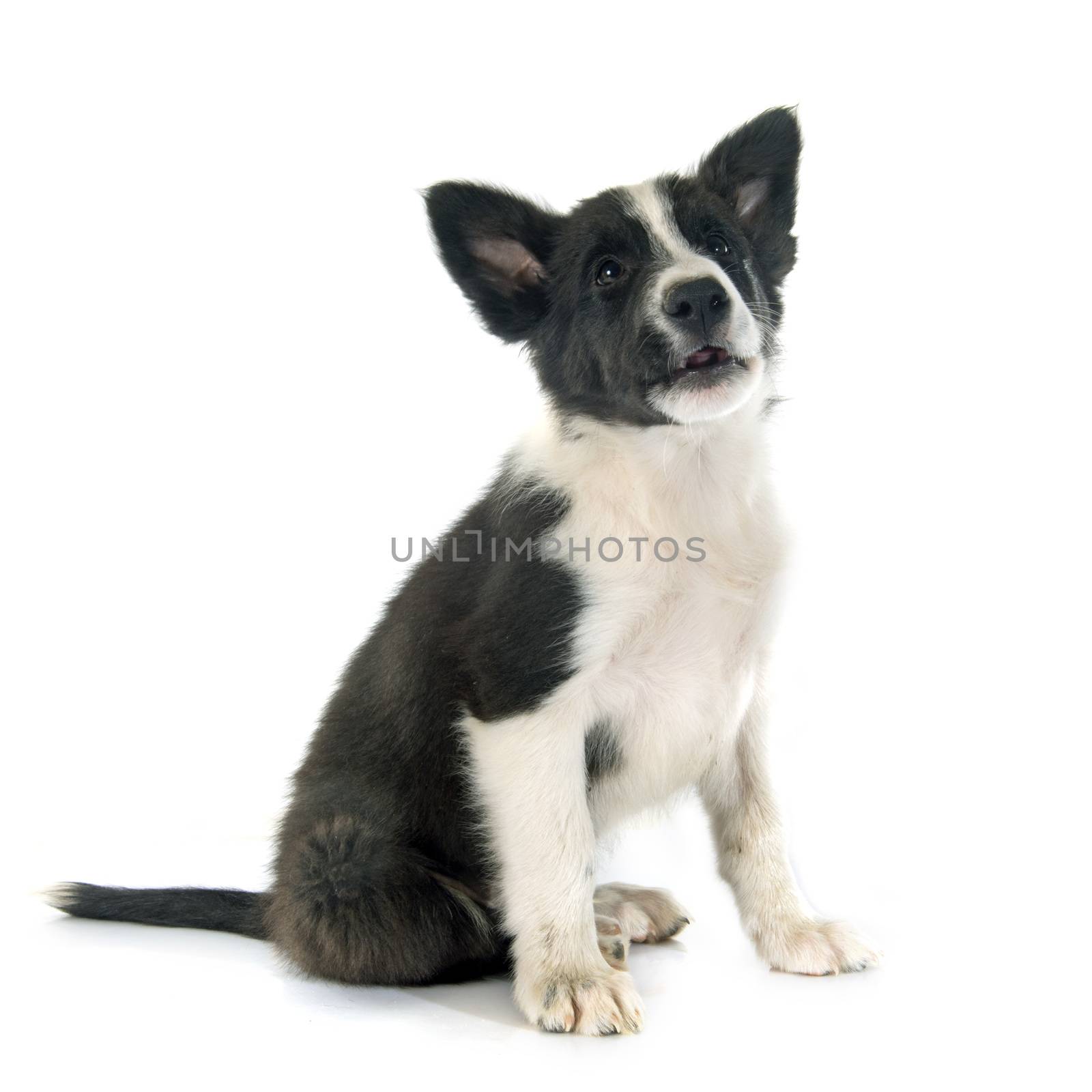 puppy border collier in front of white background