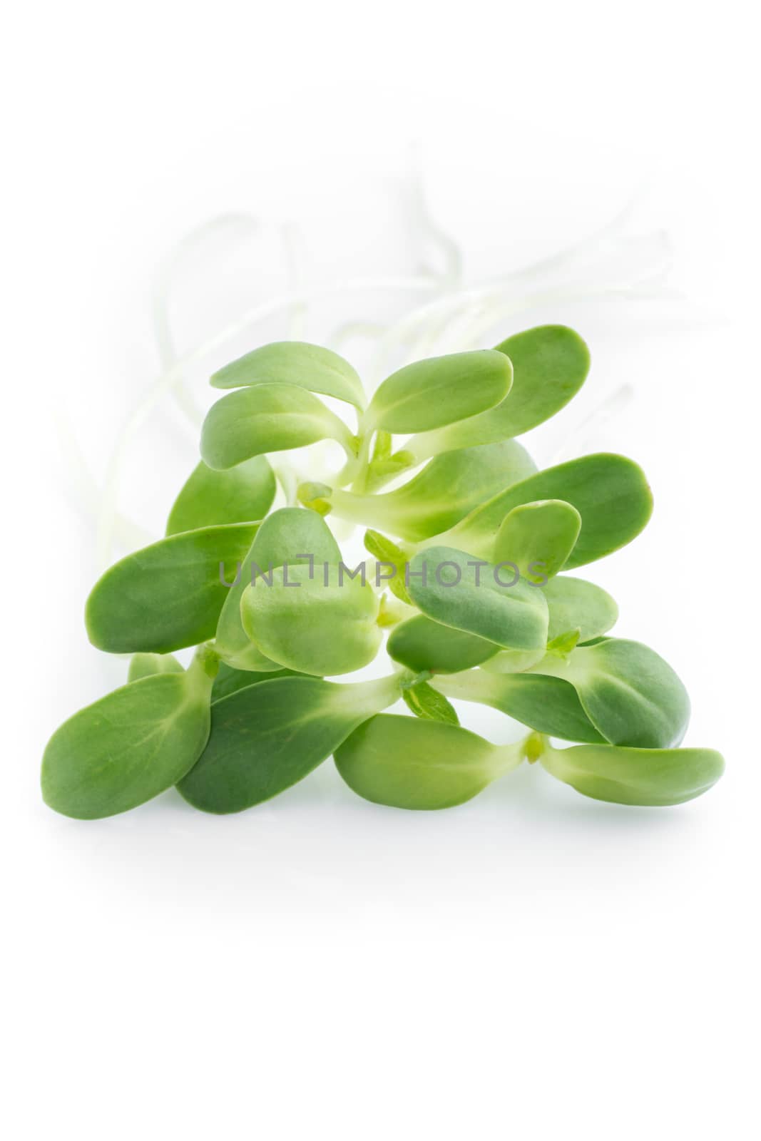 sunflower sprout isolated on white background