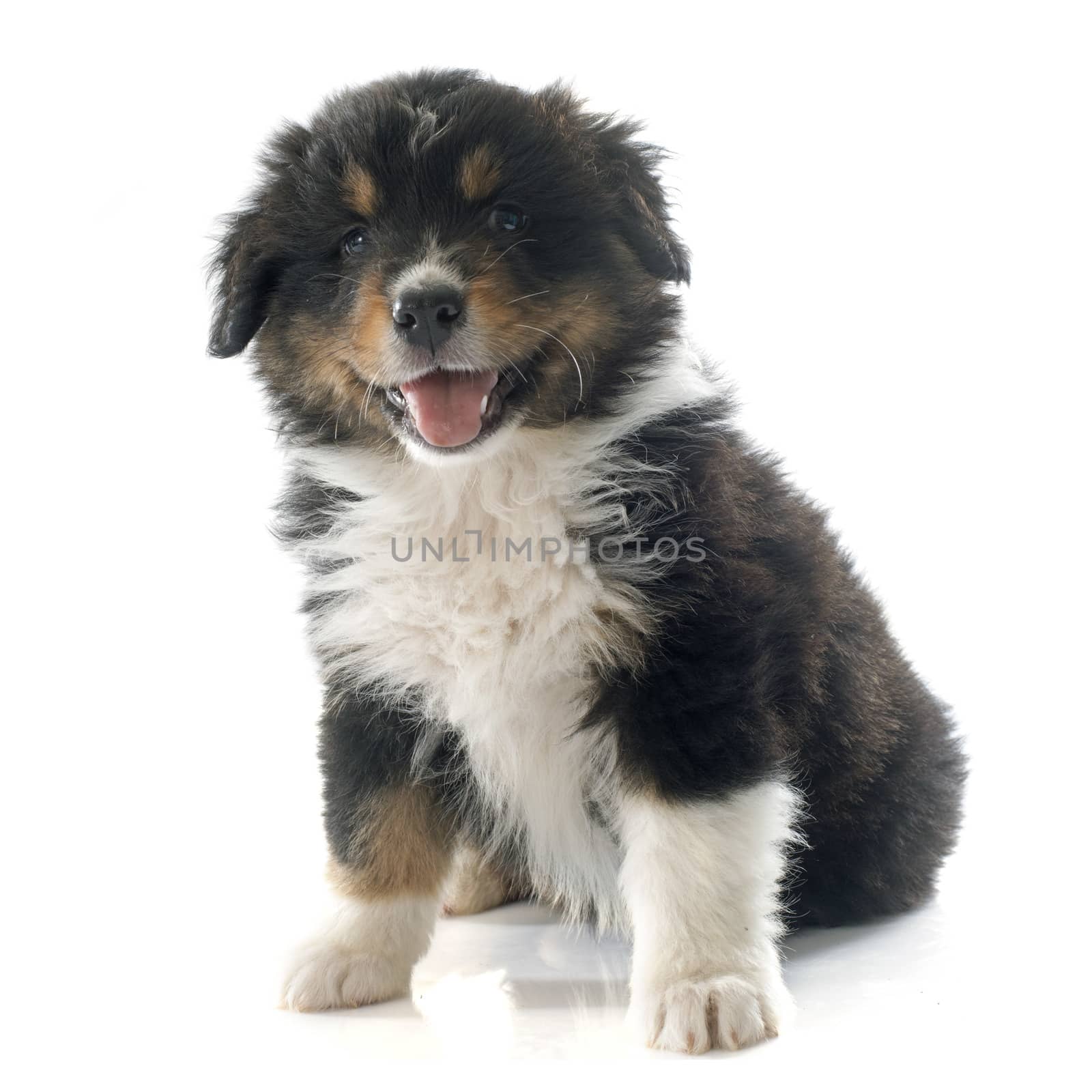 puppy australian shepherd in front of white background