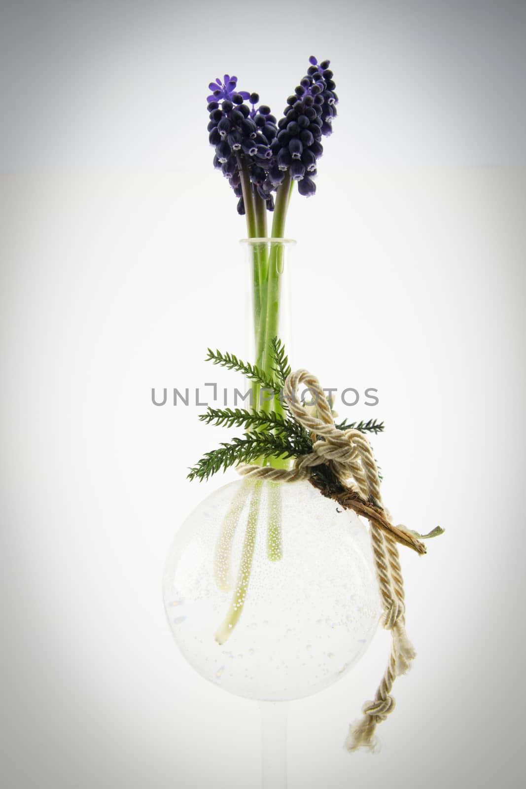 small purple flowers in crystal vase