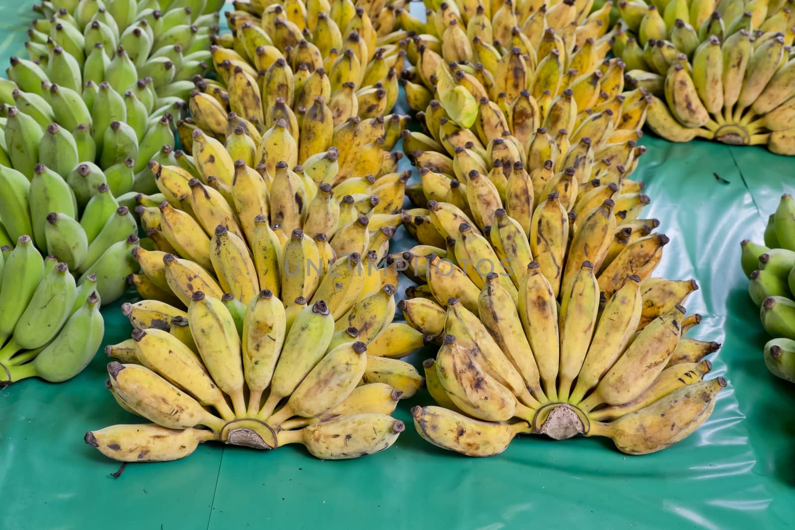 Bunch of ripe bananas by art9858