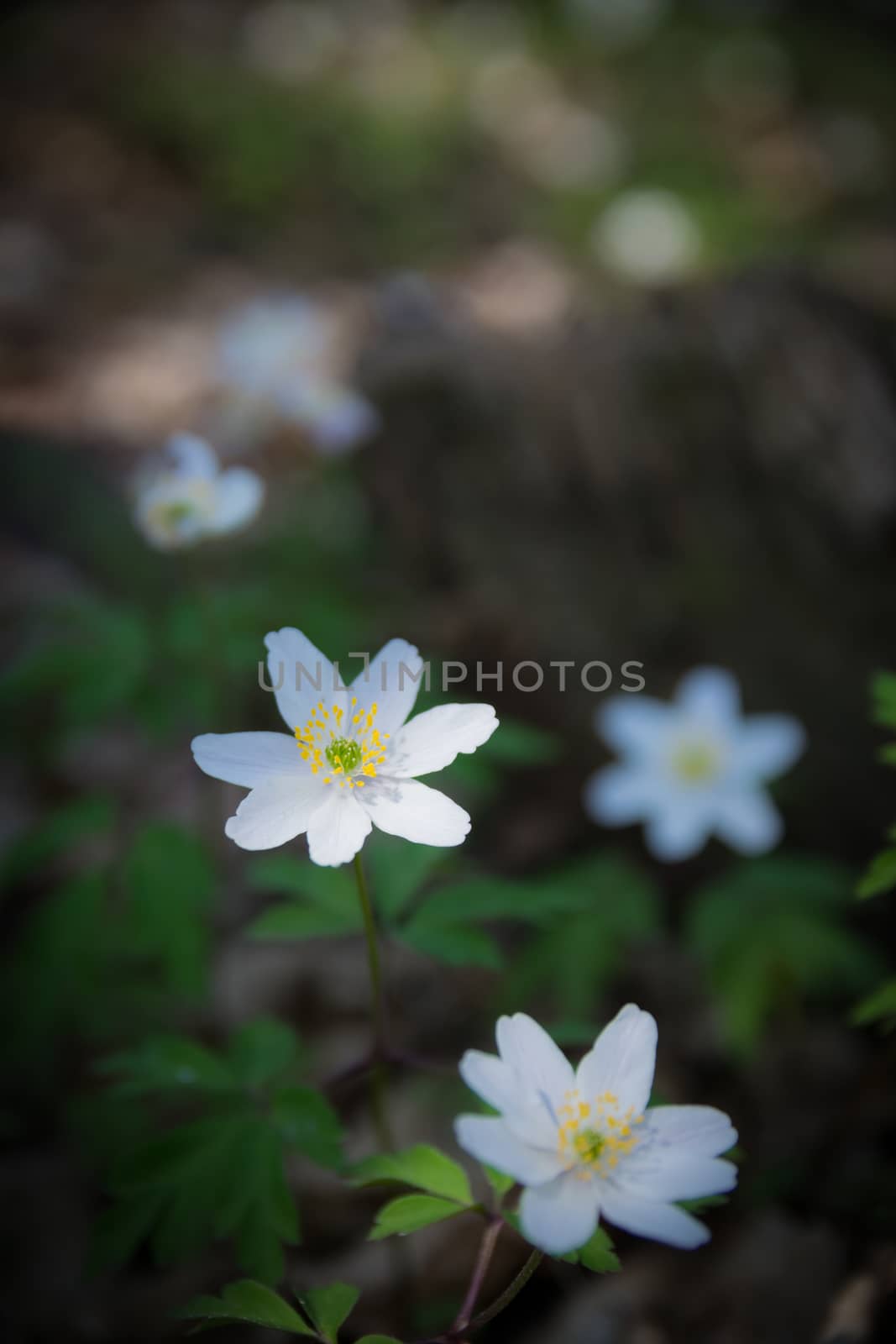 wood anemone in the undergrowth by Isaac74