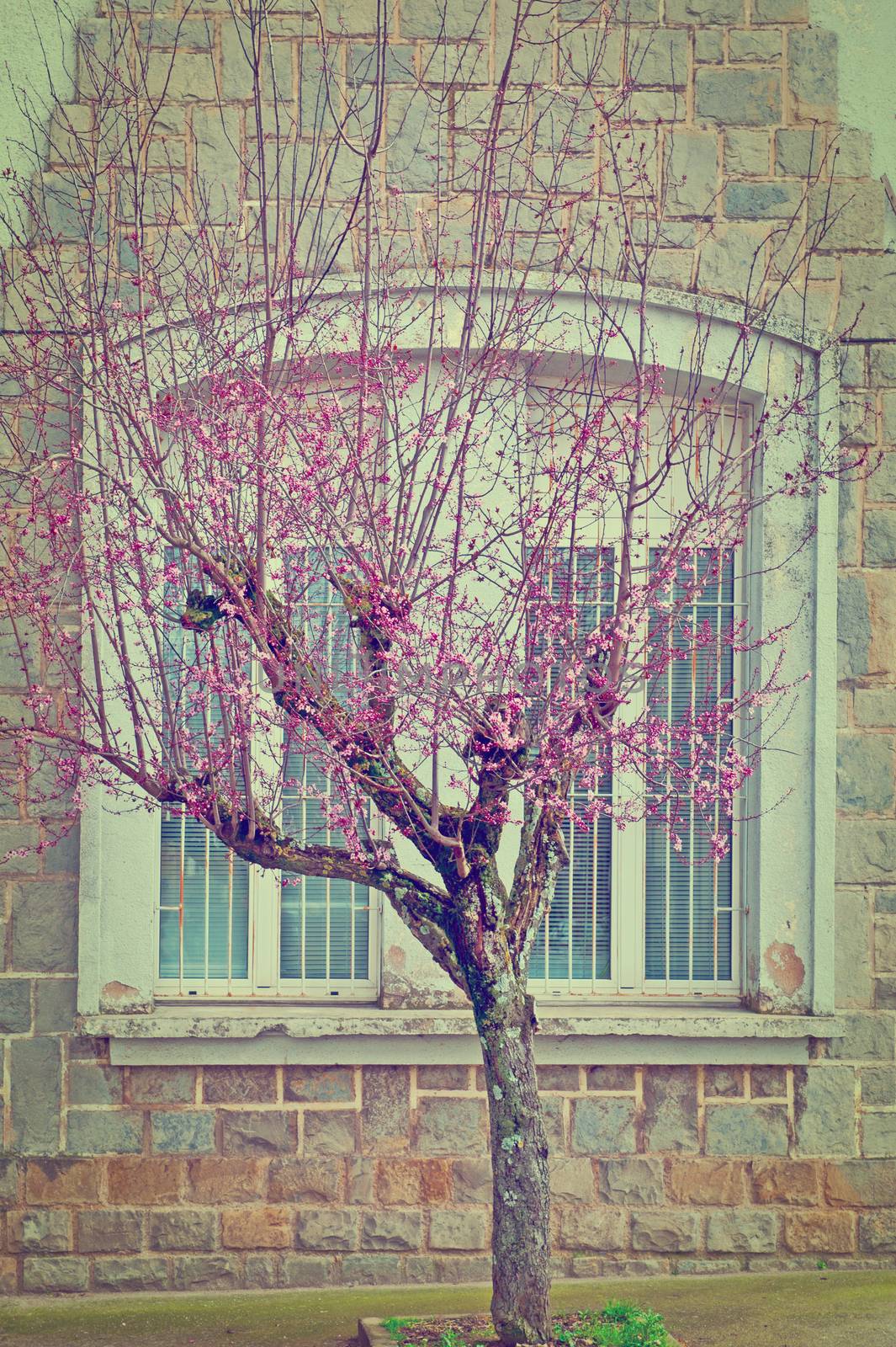 Flowering Almond on the Background of Window, Instagram Effect