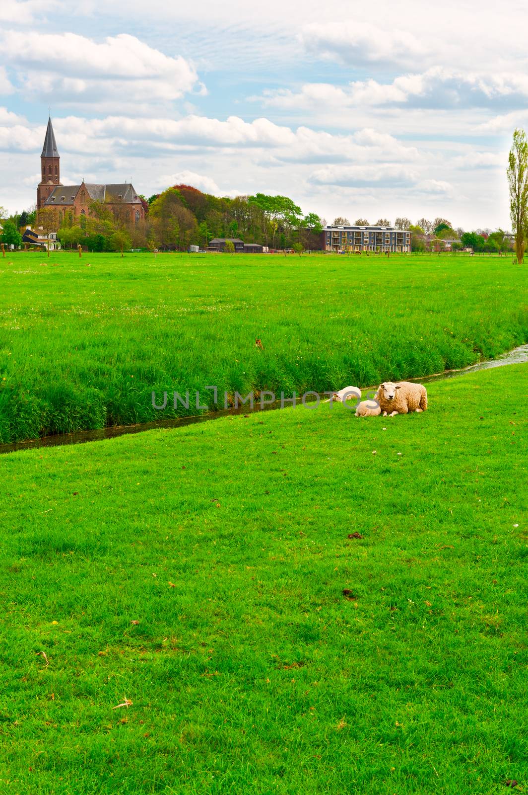 Sheep Grazing Outskirts of Dutch Town