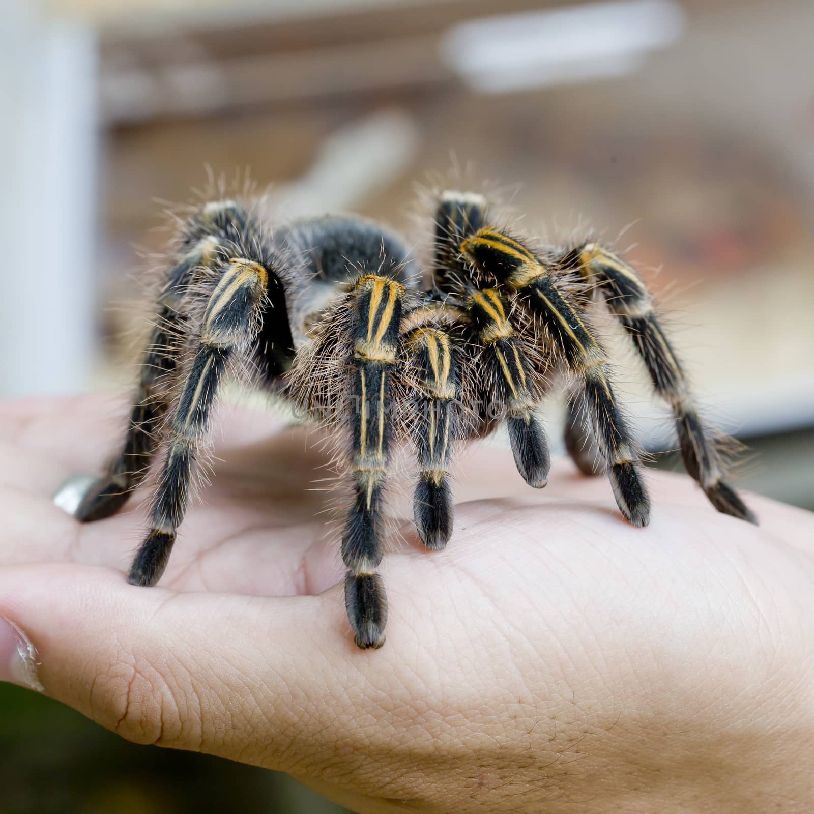 Mexican redknee tarantula (Brachypelma smithi), spider female in human hand
