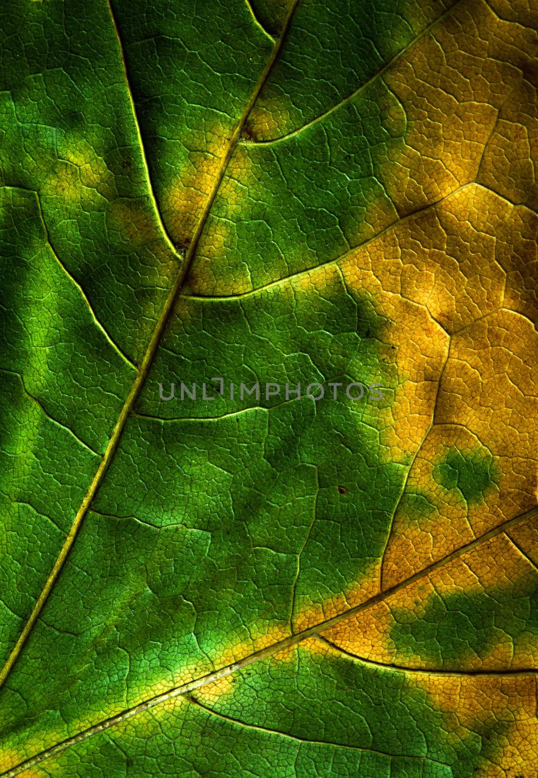 abstract background or texture detail of autumn leaves on a tree