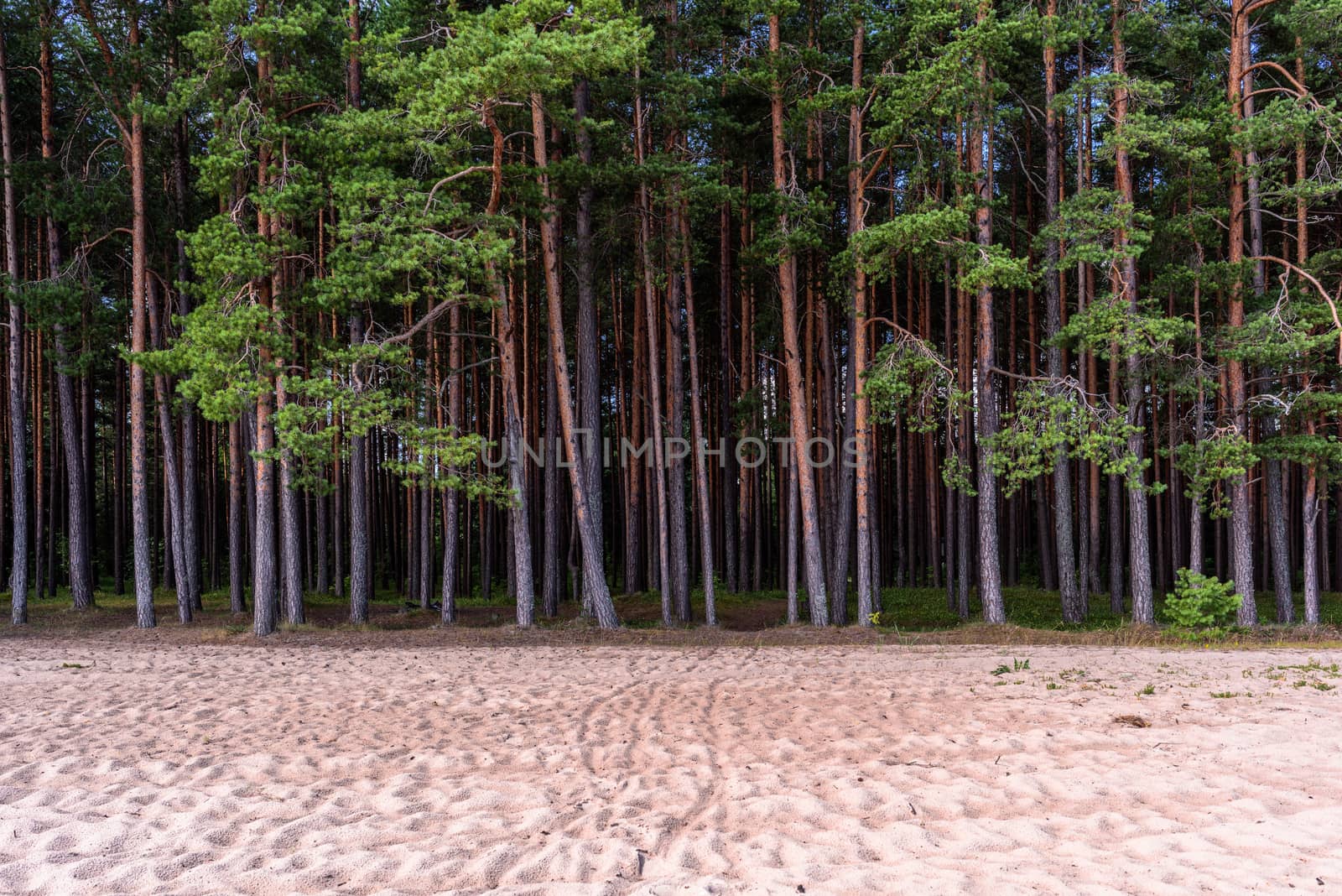 Northern pines forest on the sandy coast
