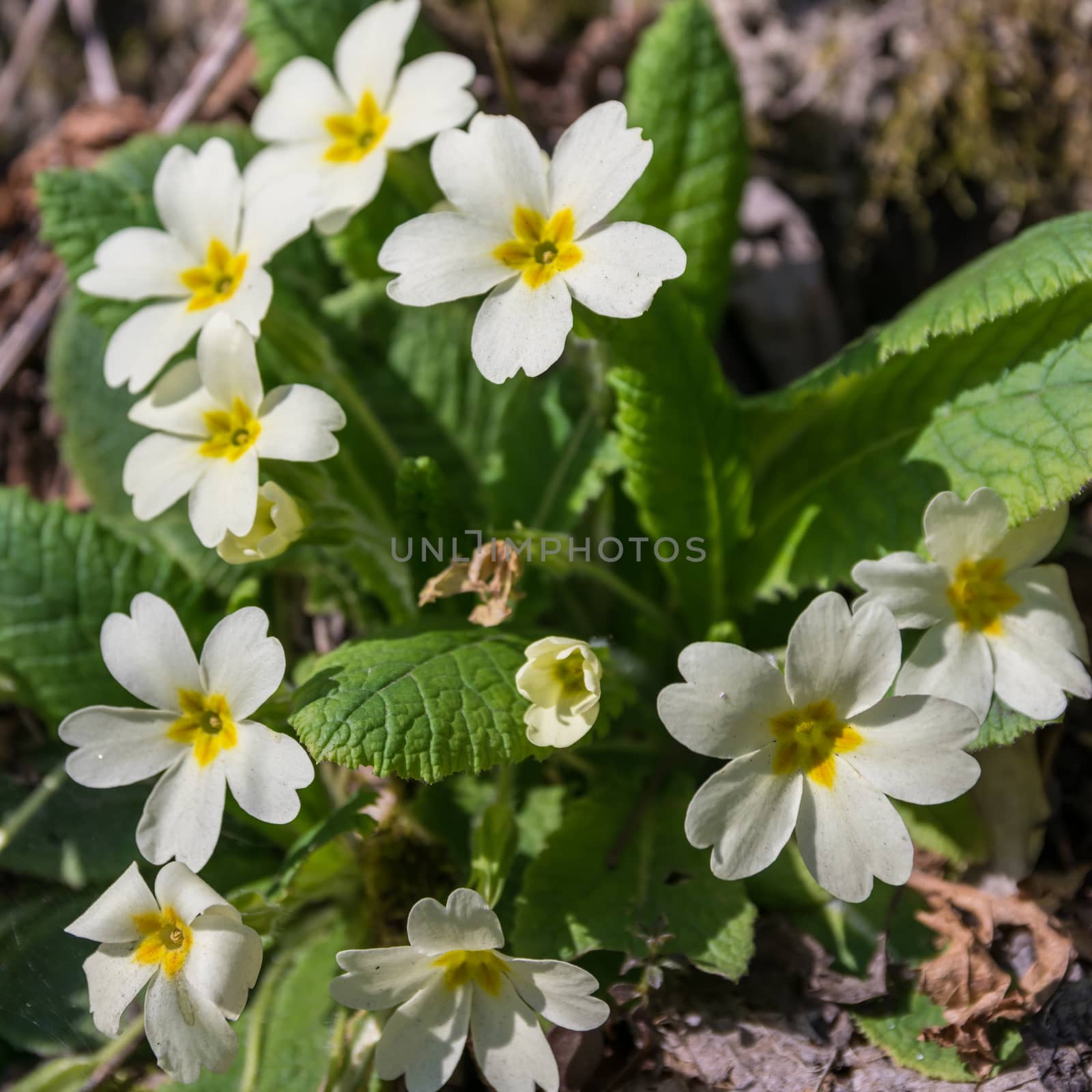 primrose common grows wild in the undergrowth