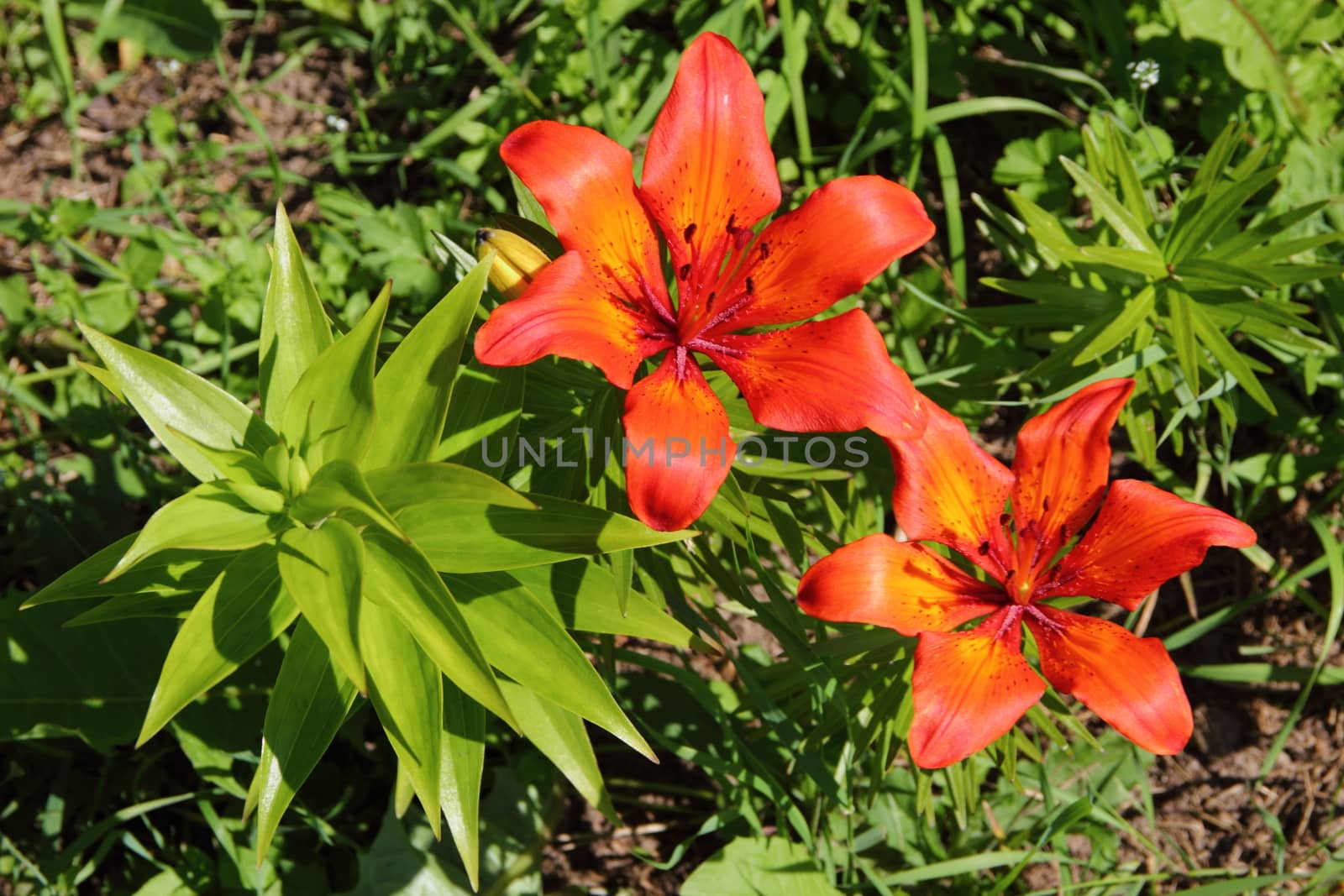 orange lily in the garden in the Leningrad region