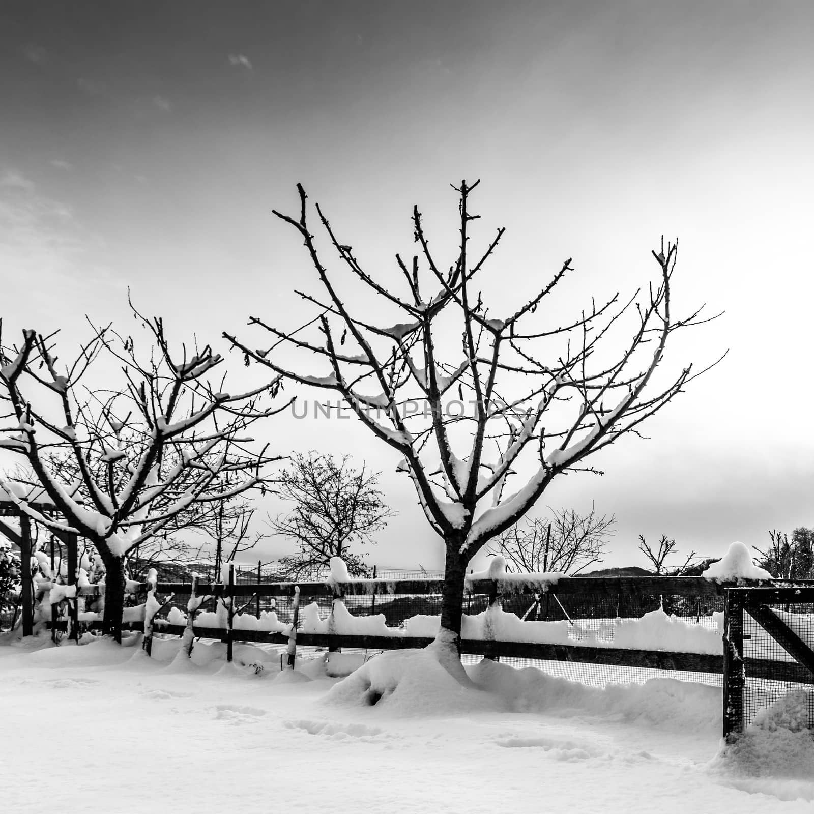 Cherry trees covered with snow at sunrise.