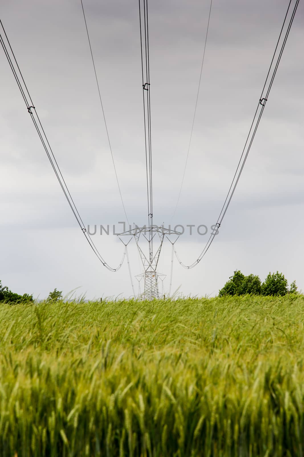 voltage pylons in a field of wheat by Isaac74