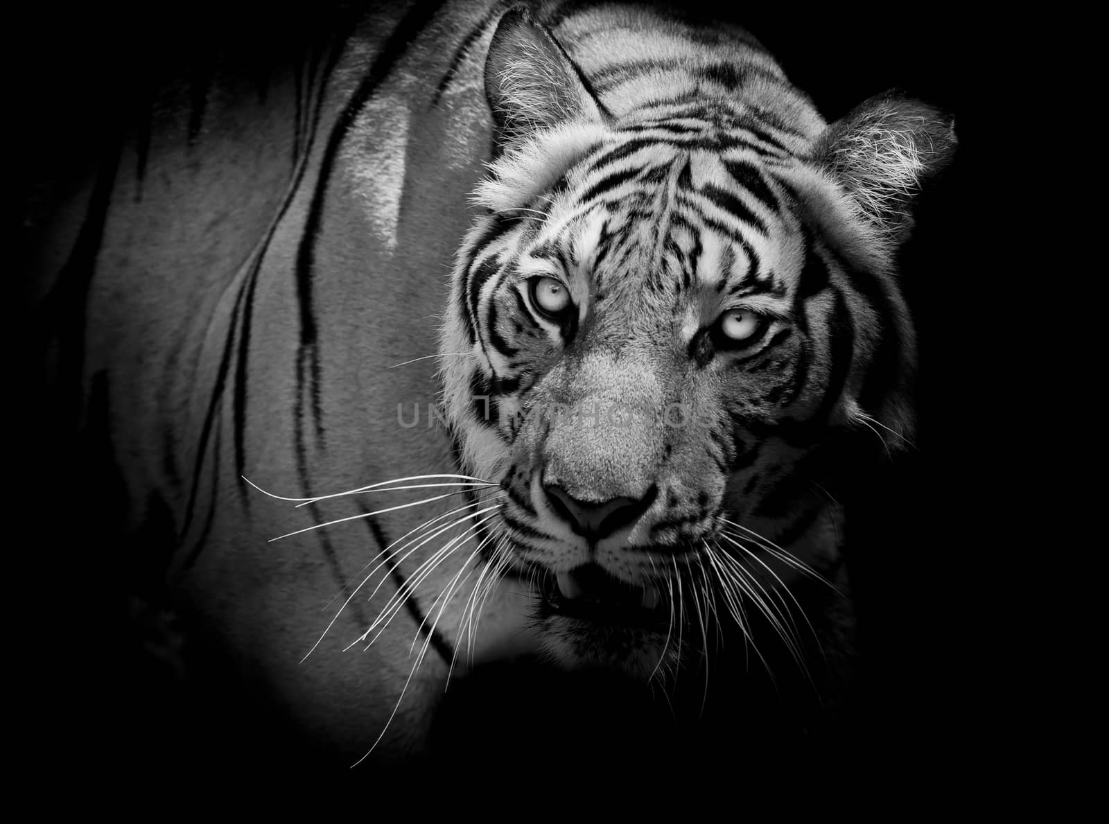 Black and White Tiger looking his prey and ready to catch it.