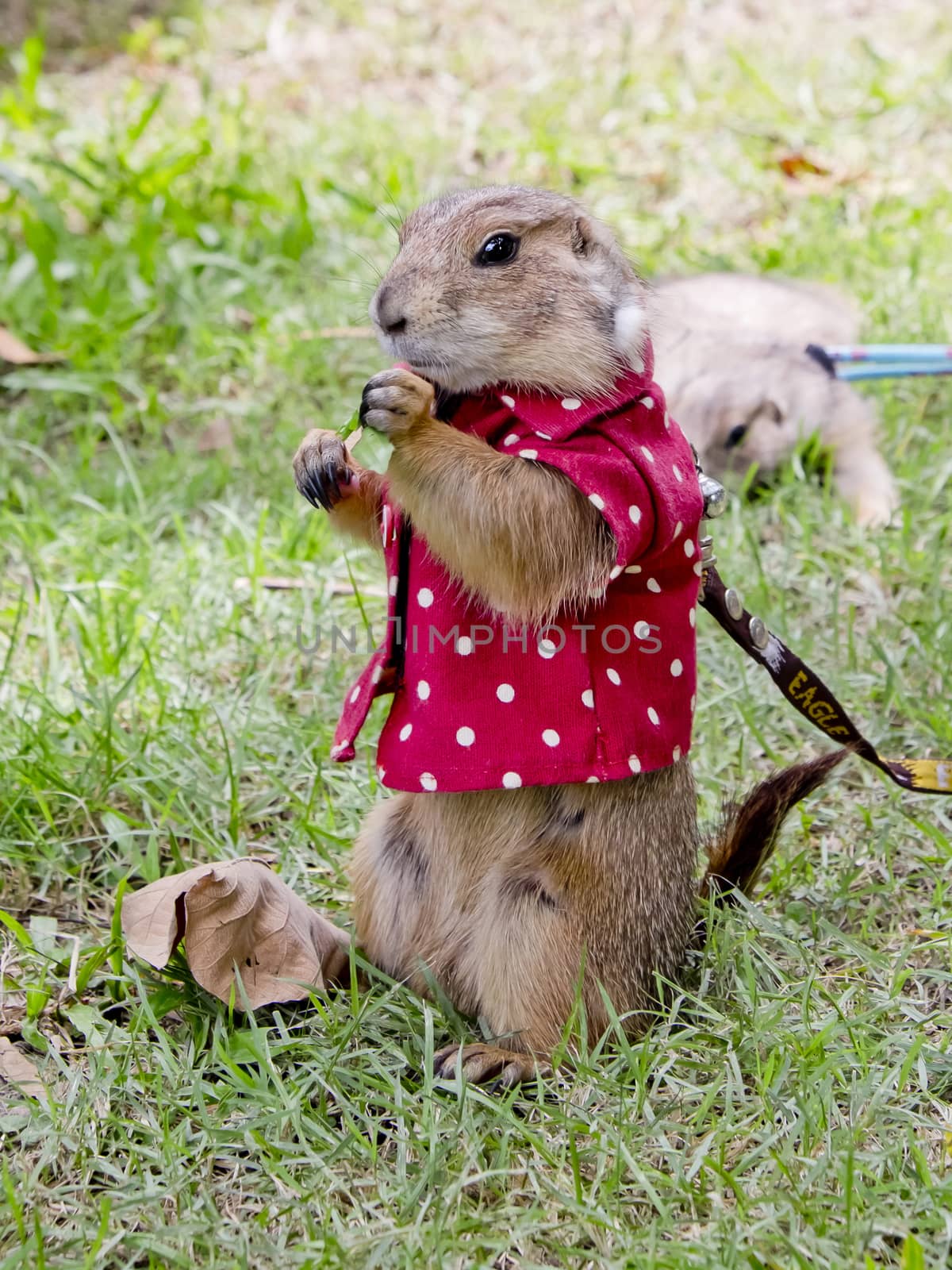 prairie dog with red shirt abd necklace standing upright by art9858