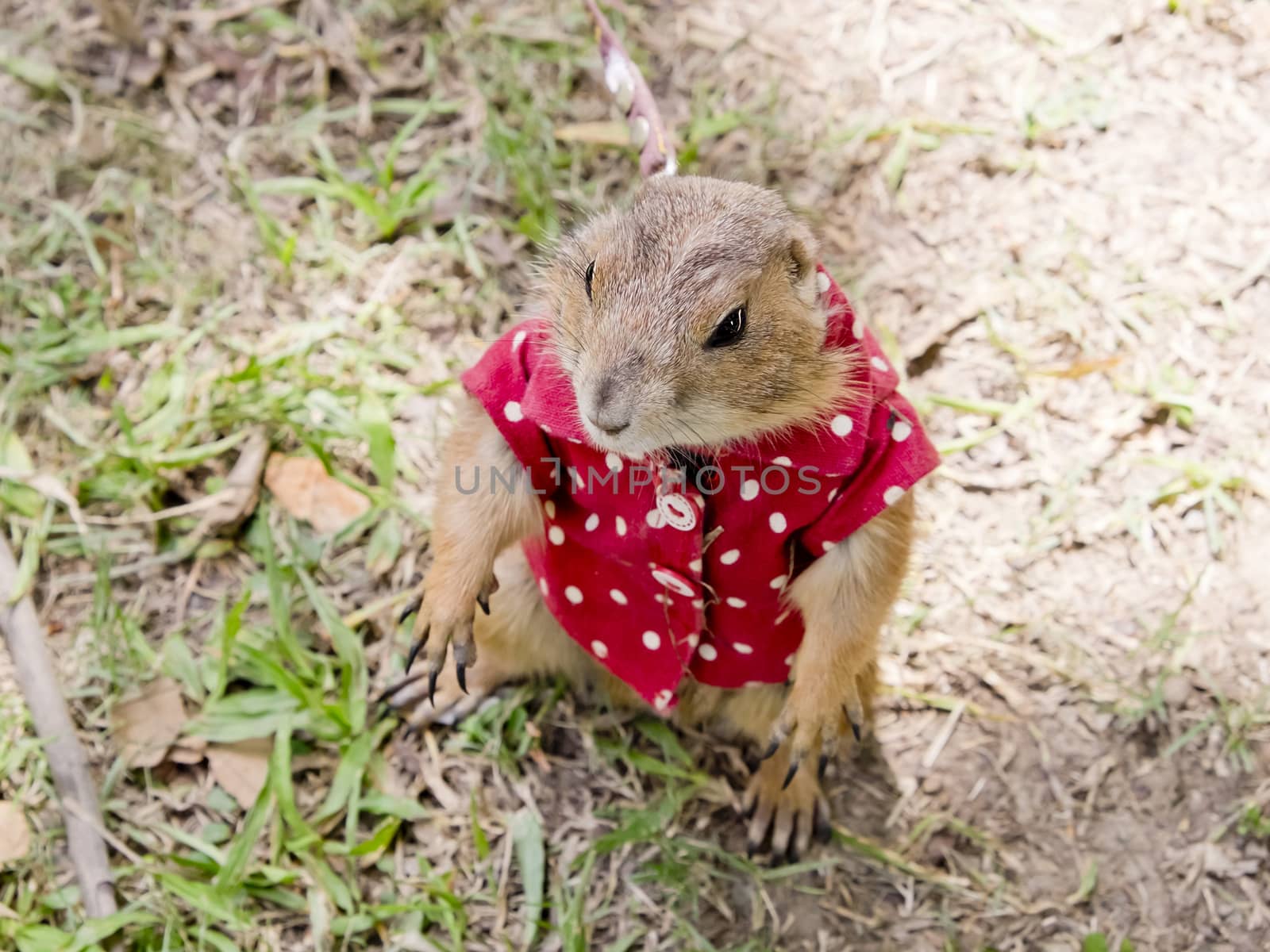 prairie dog with red shirt abd necklace standing upright