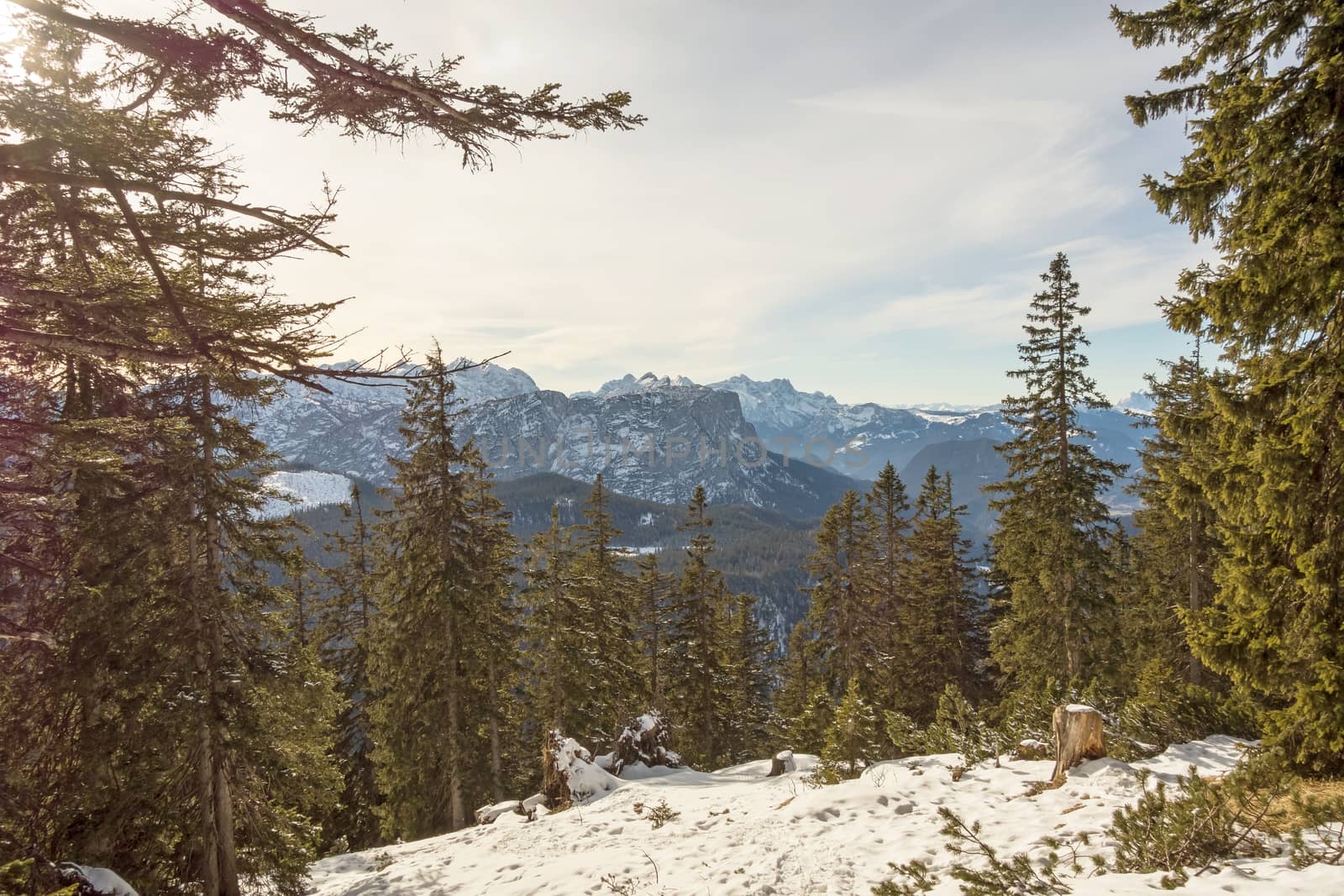 dramatic mountain lanscape with trees in the foreground