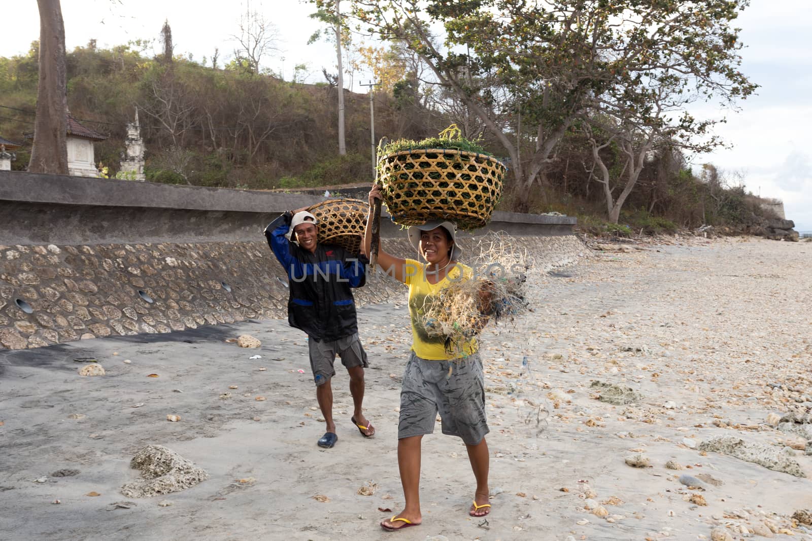 BALI, NUSA PENIDA ISLAND, INDONESIA - JULY 28.2015: Unidentified balinese indonesian woman transport basket with seaweed. Nusa Penida July 27. 2015 Indonesia