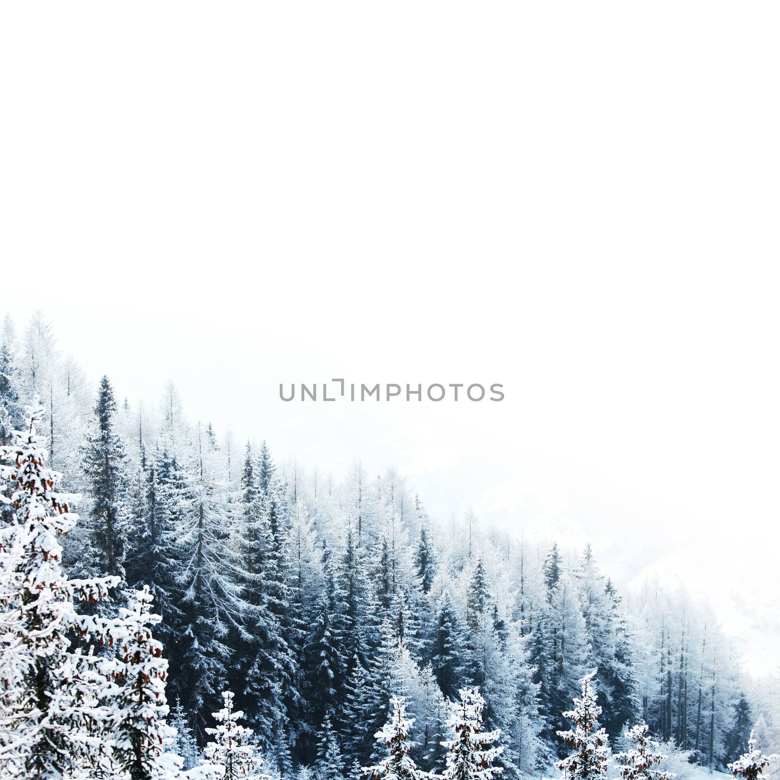 Beautiful winter landscape with snow covered mountain forest