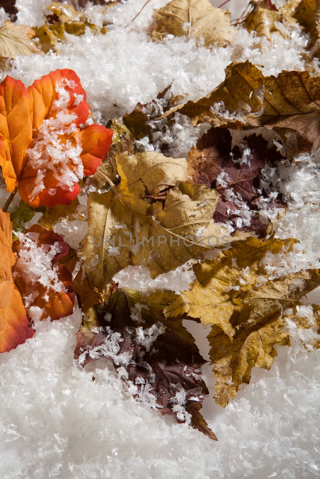 Yellow and red dry autumn leaves and snow crystals on a studio background