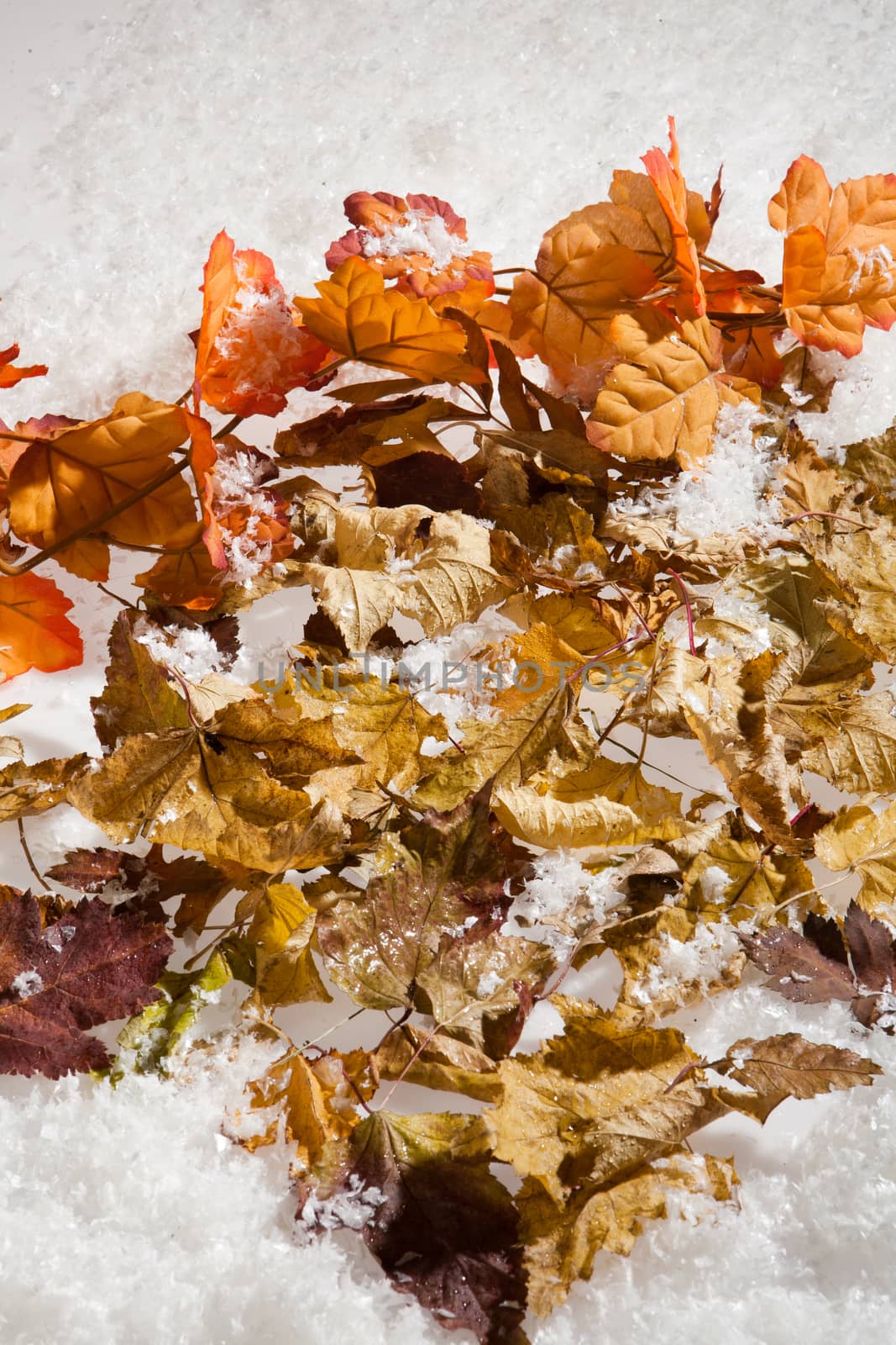 Yellow and red dry autumn leaves and snow crystals on a studio background