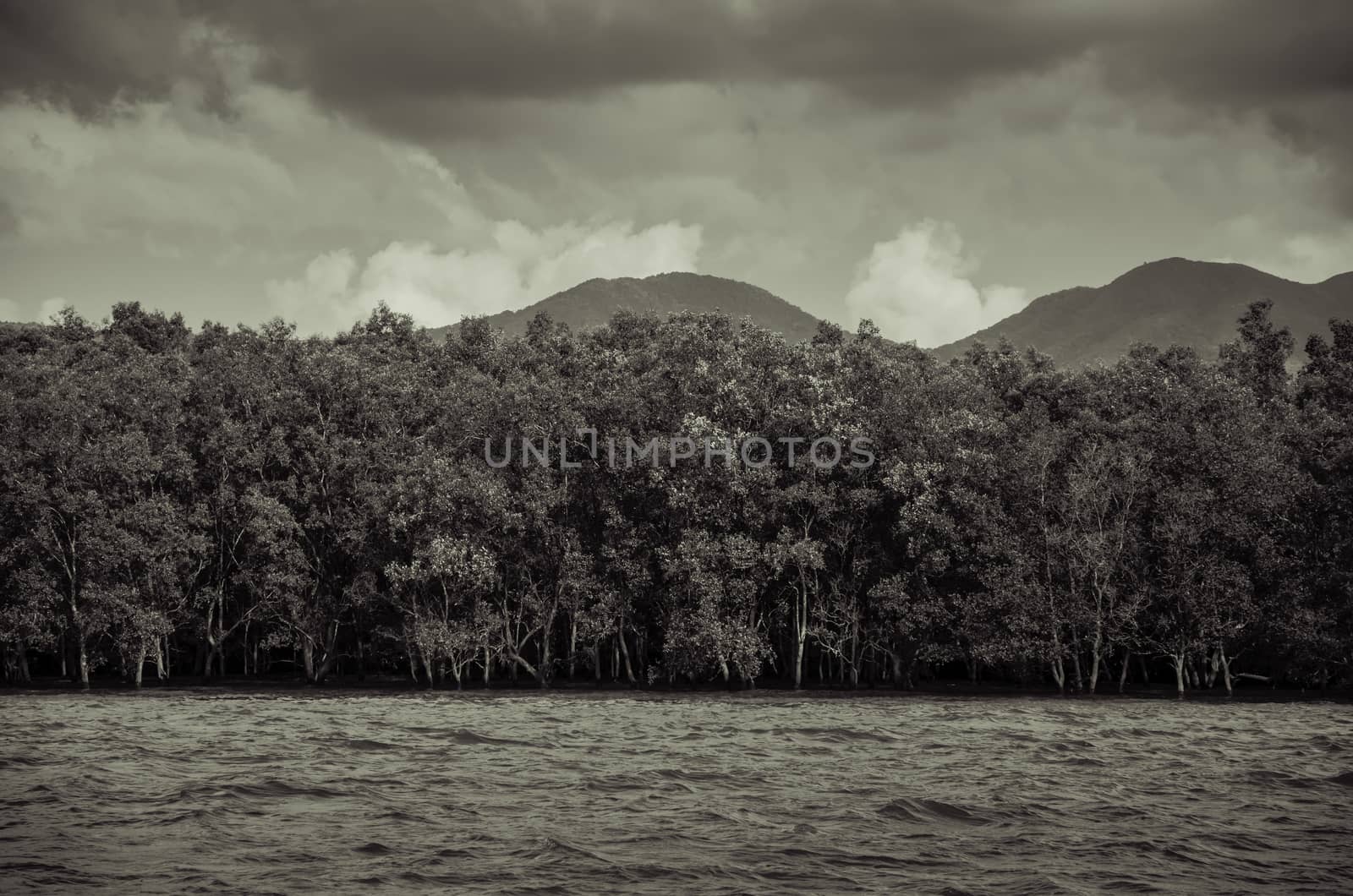 Mangrove forest in Thailand, Vintage style