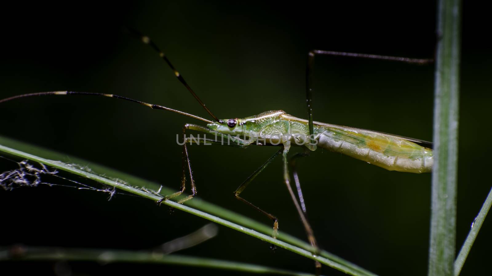 Grasshopper on grass branch, Macro shot