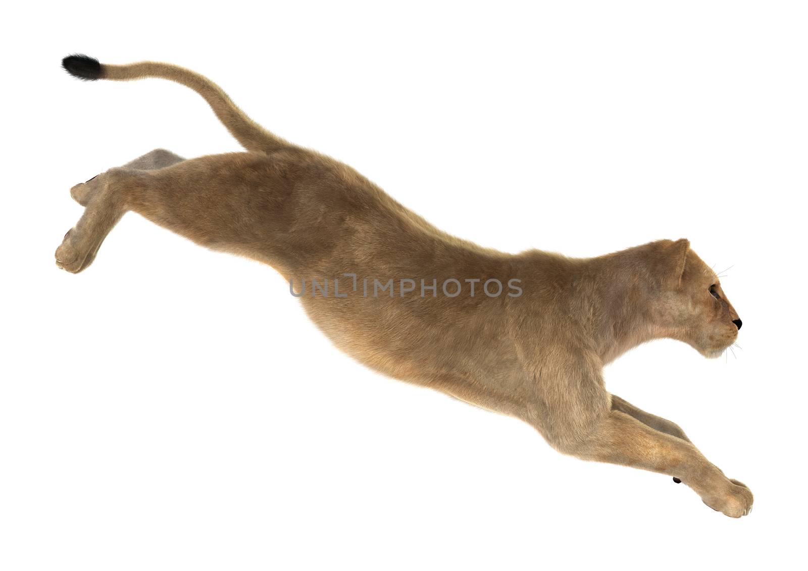 3D digital render of a female lion hunting isolated on white background