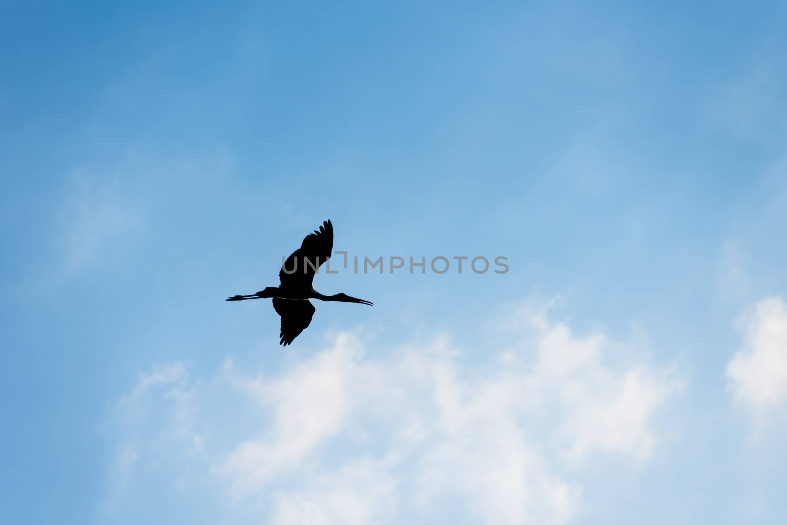 Silhouette of bird flying, Open-billed stork by pixbox77