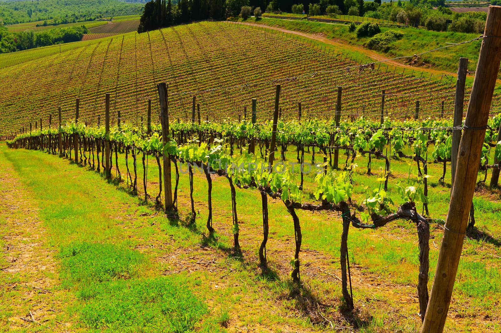 Hill of Tuscany with Vineyard in the Chianti Region