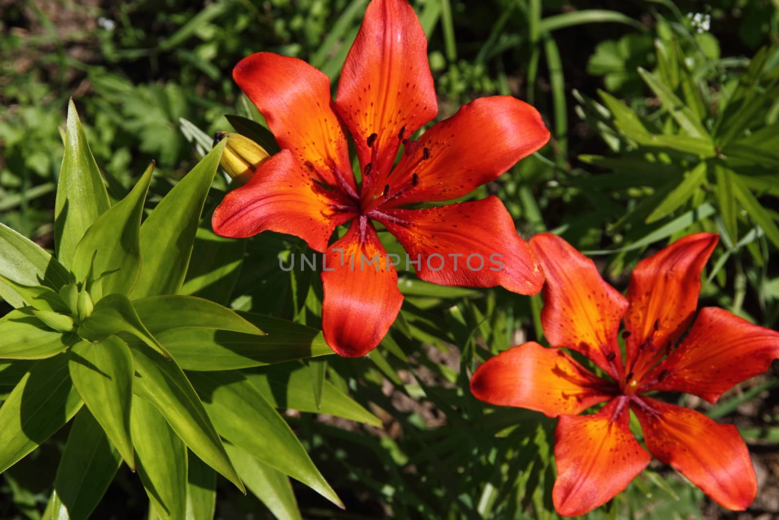 orange lily in the garden by Metanna
