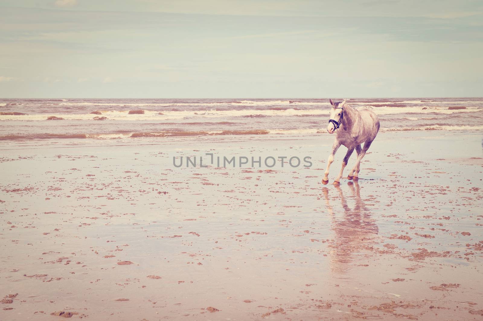 Dancing Horse on the North Sea Coast, Instagram Effect